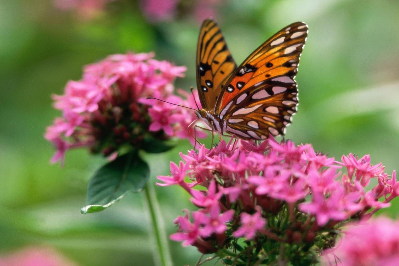 1600 x 1067 · jpeg - The Most Beautiful Butterfly Wallpapers | Most beautiful places in the ...