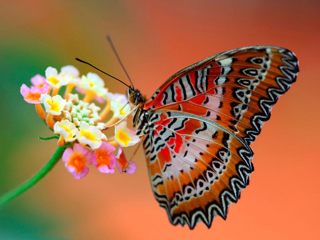 1024 x 768 · jpeg - [50+] Beautiful Butterfly Wallpapers for Desktop on WallpaperSafari