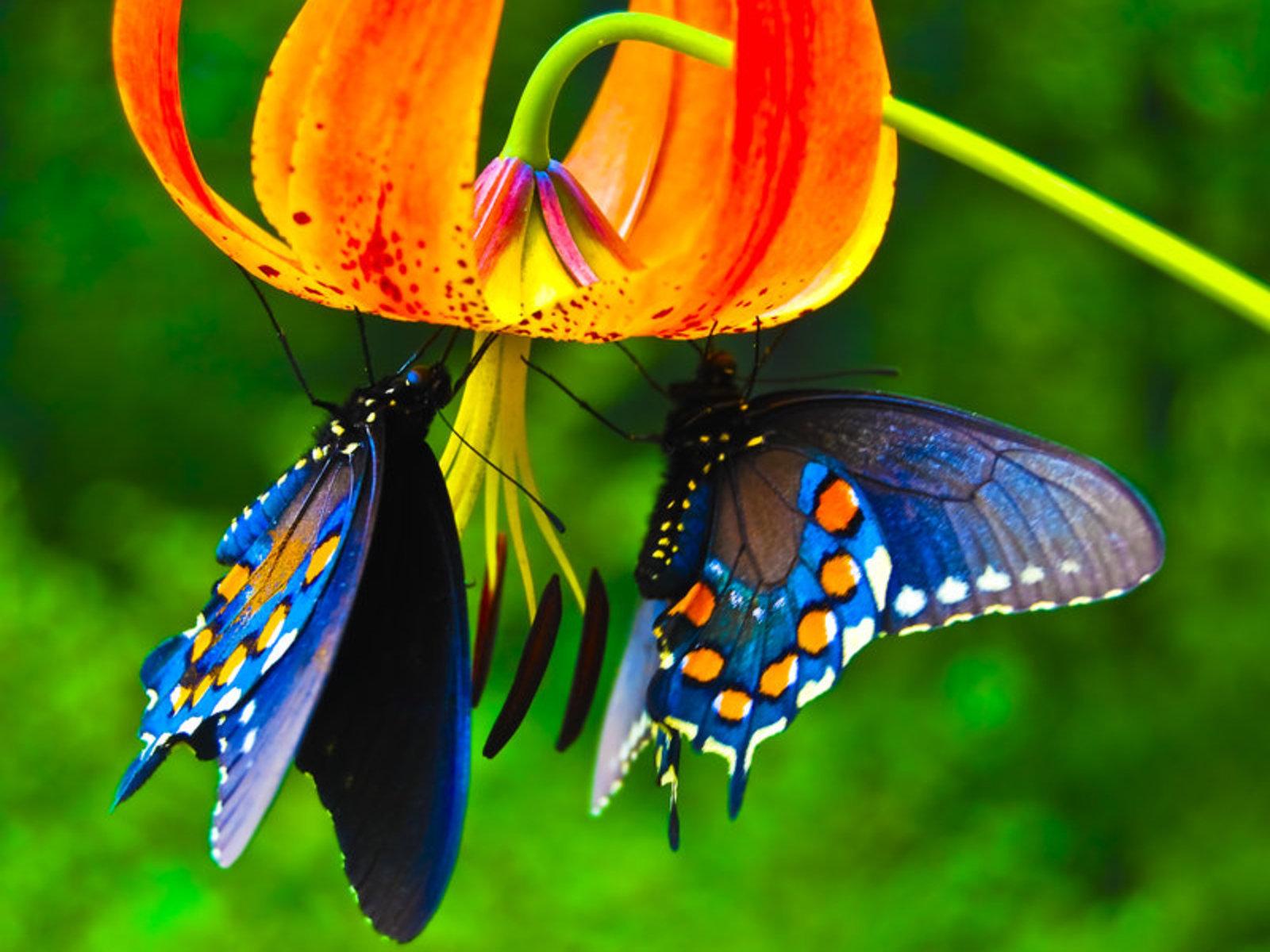 1600 x 1200 · jpeg - Beautiful Butterflies - Butterflies Wallpaper (9481730) - Fanpop