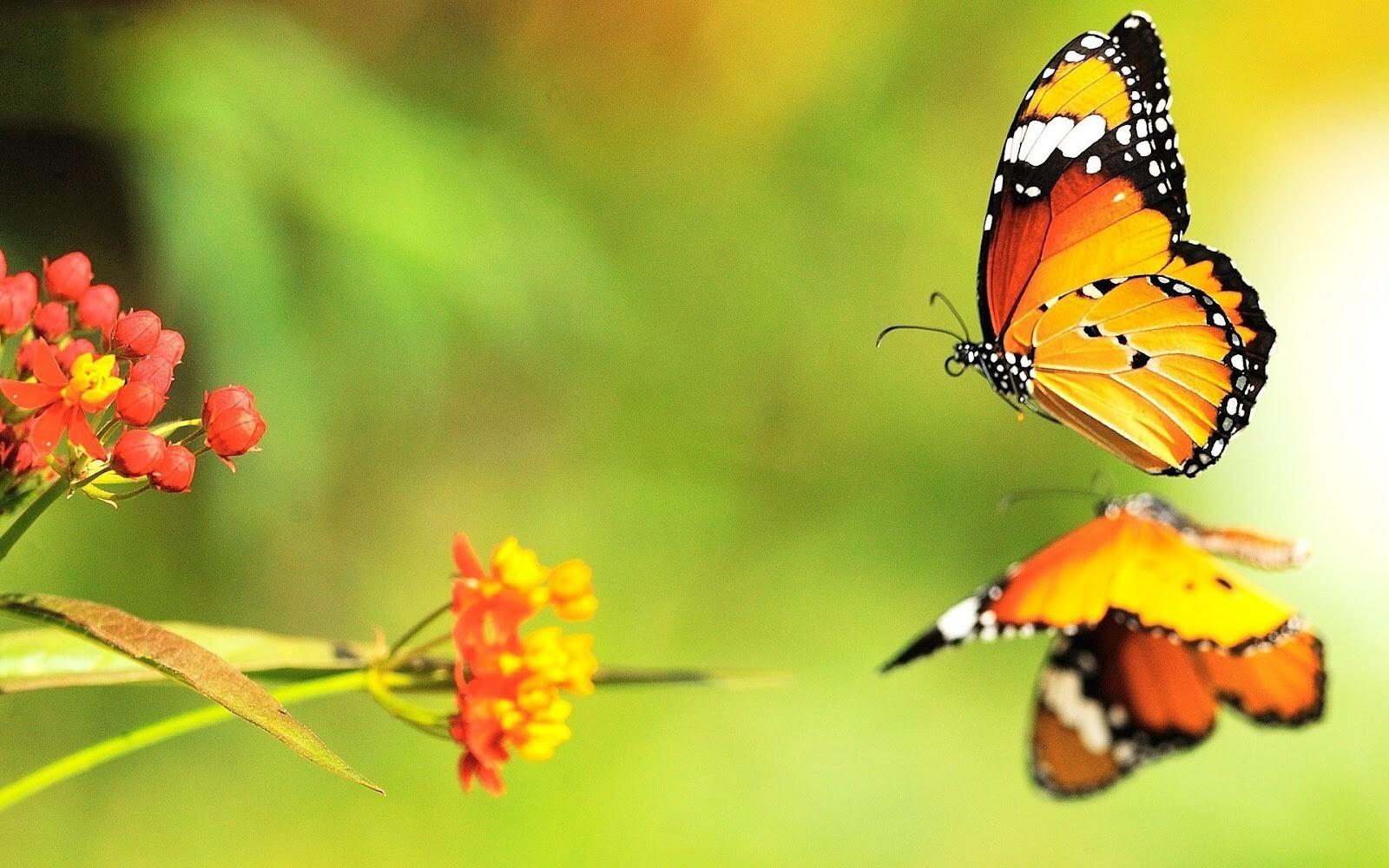 1600 x 1000 · jpeg - Beautiful Butterfly on Water Reflection HD Wallpaper | HD Wallpapers