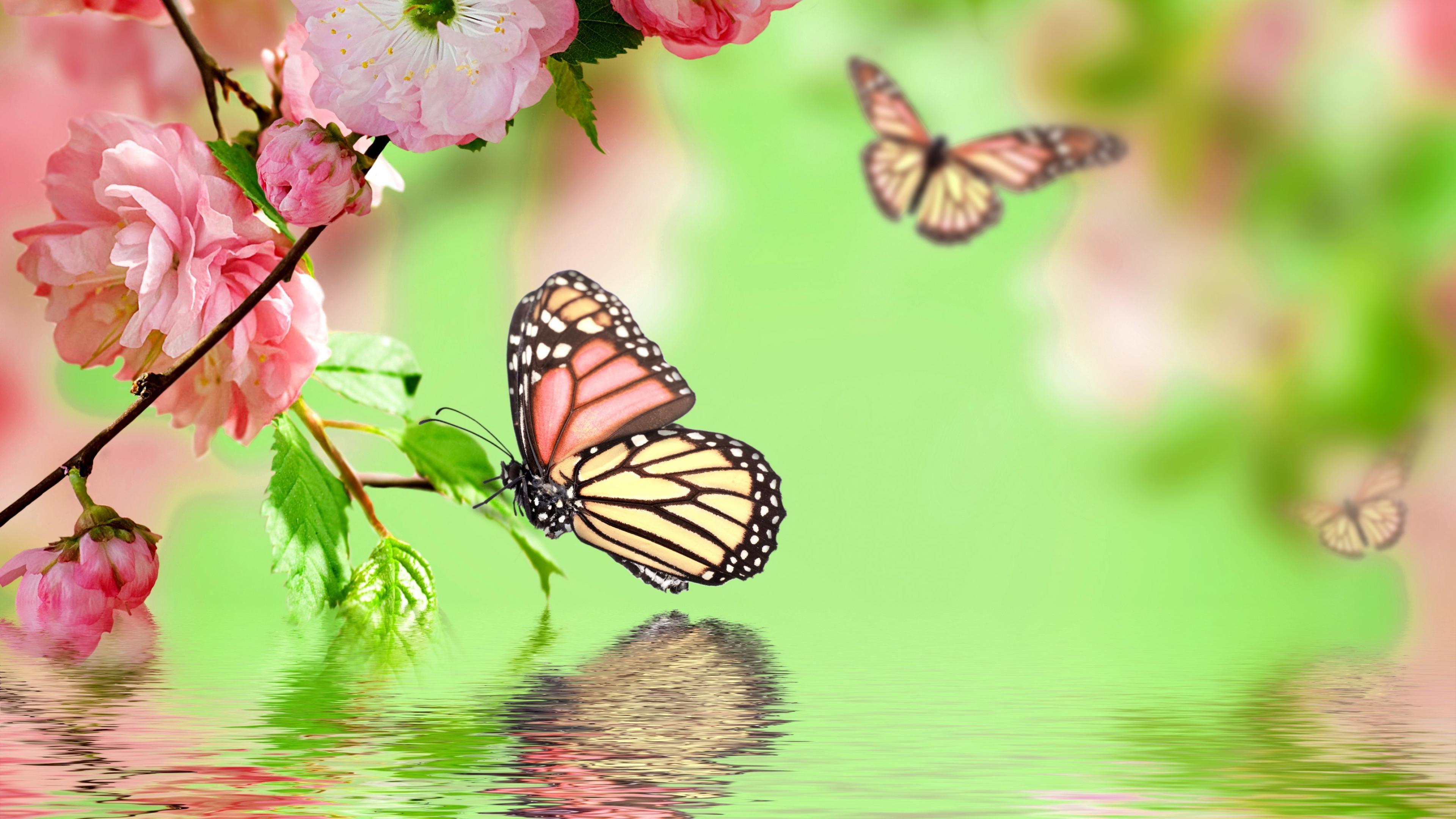 3840 x 2160 · jpeg - Selection of the most beautiful butterfly wallpaper