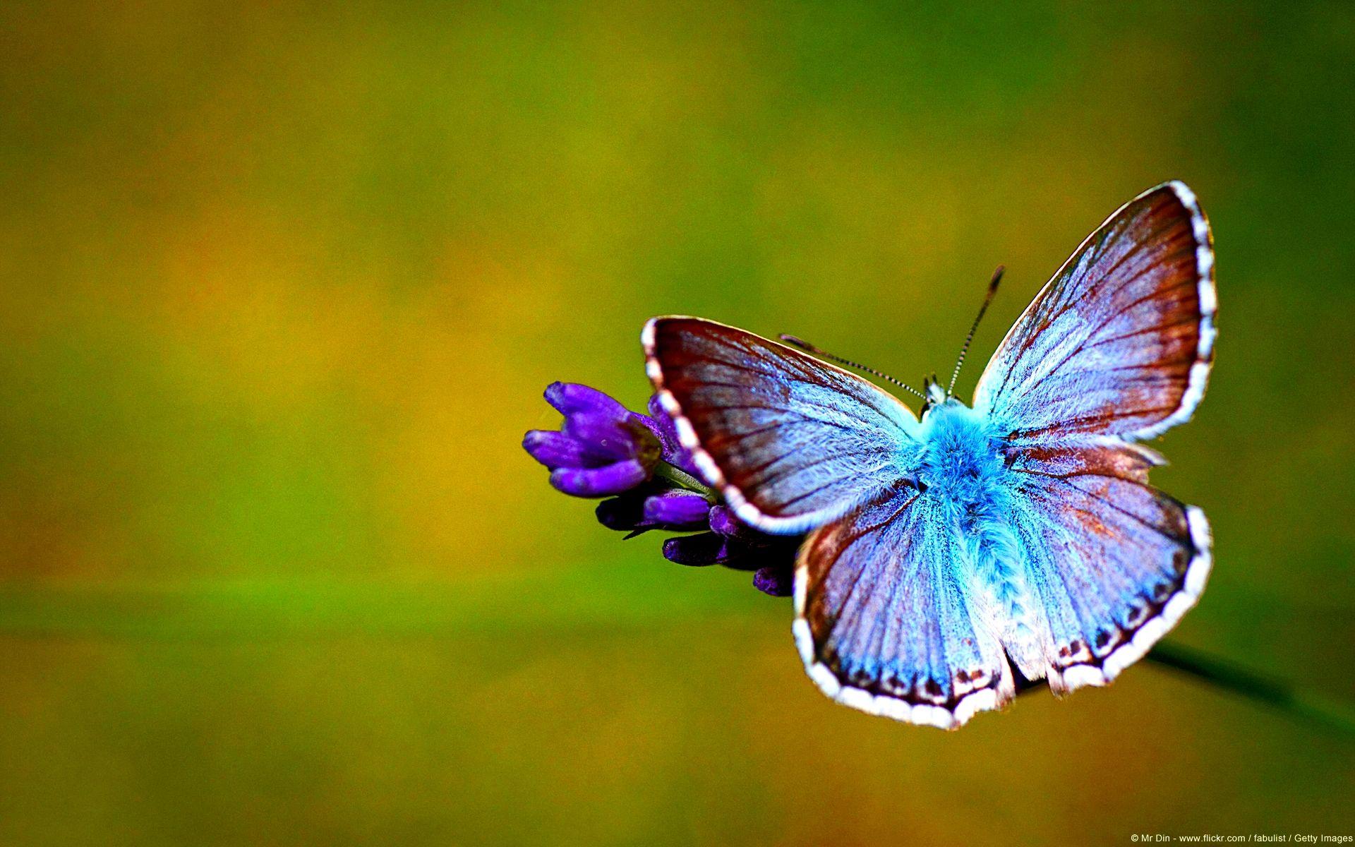 1920 x 1200 · jpeg - Top 14 Most Beautiful Butterflies in the World [Amazing Colors & Shapes ...