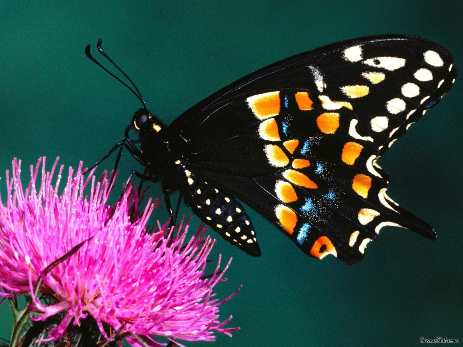 1600 x 1200 · jpeg - Enjoy: Butterfly Beautiful Wallpapers