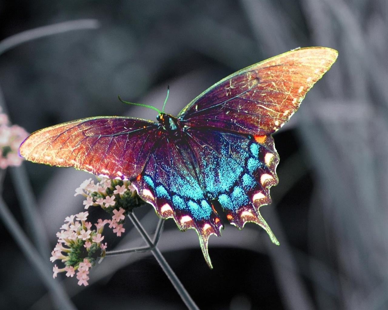 1280 x 1024 · jpeg - Wallpaper Beautiful colorful butterfly 1920x1080 Full HD 2K Picture, Image