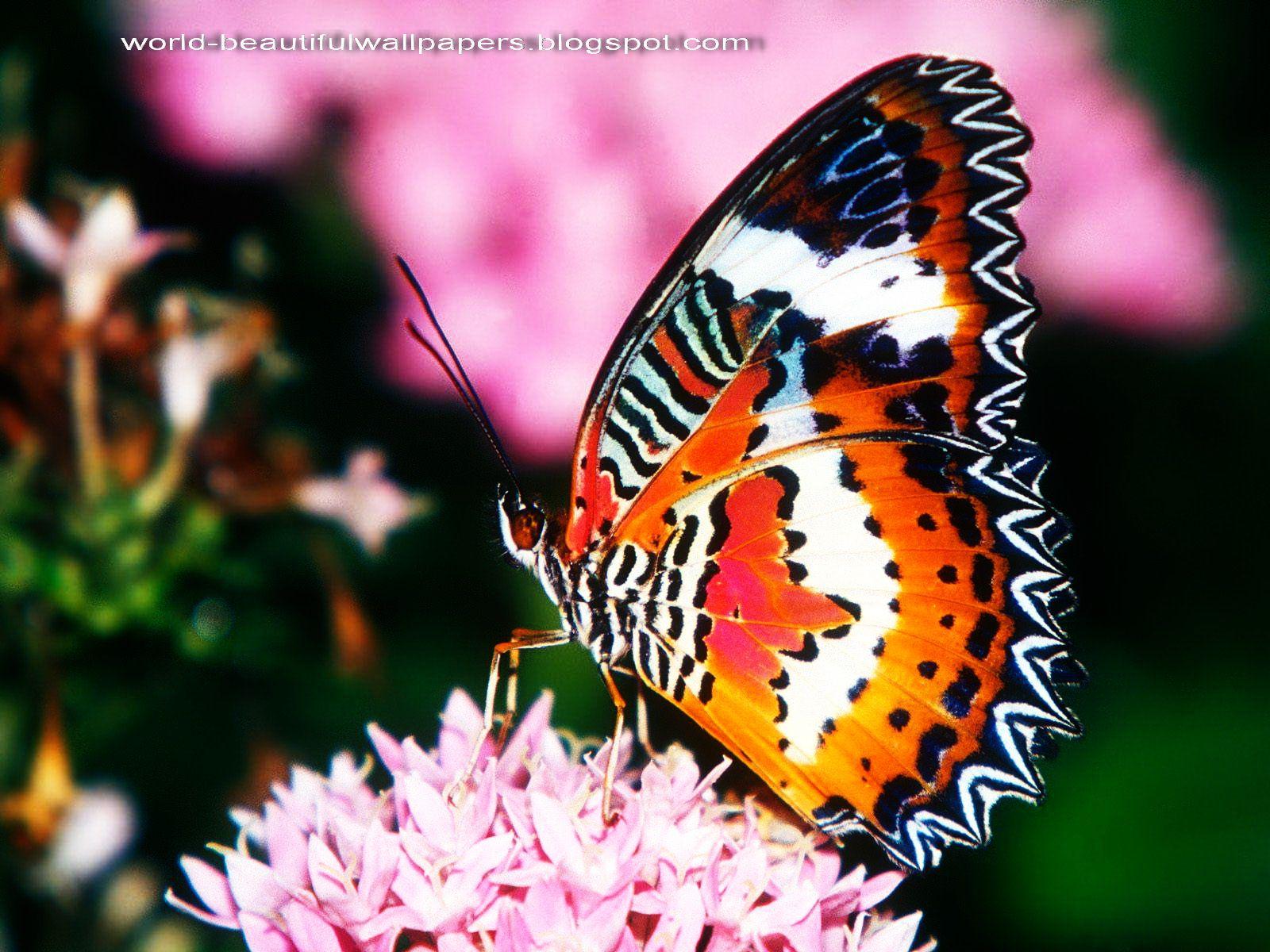 1600 x 1200 · jpeg - Beautiful Butterflies Wallpaper | Beautiful butterflies wallpaper ...