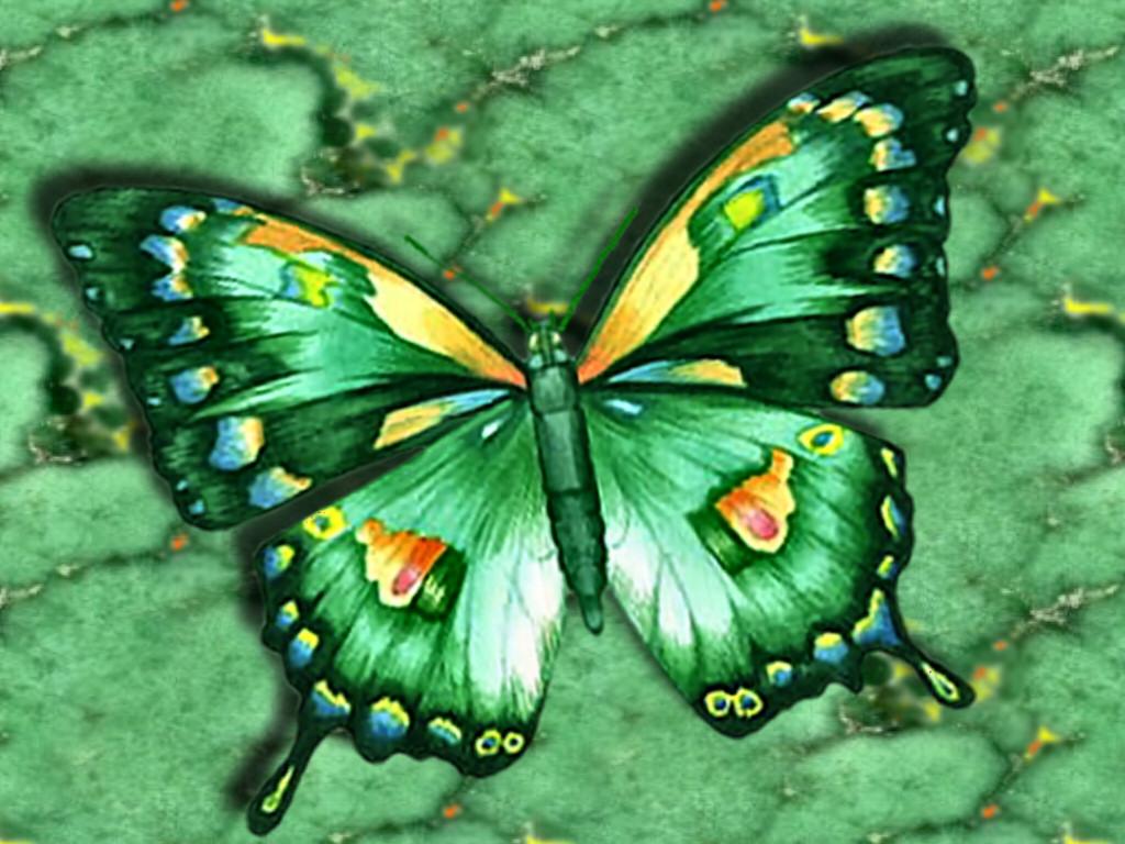 1024 x 768 · jpeg - FunMozar Most Beautiful Butterfly Wallpapers - Cliparts.co