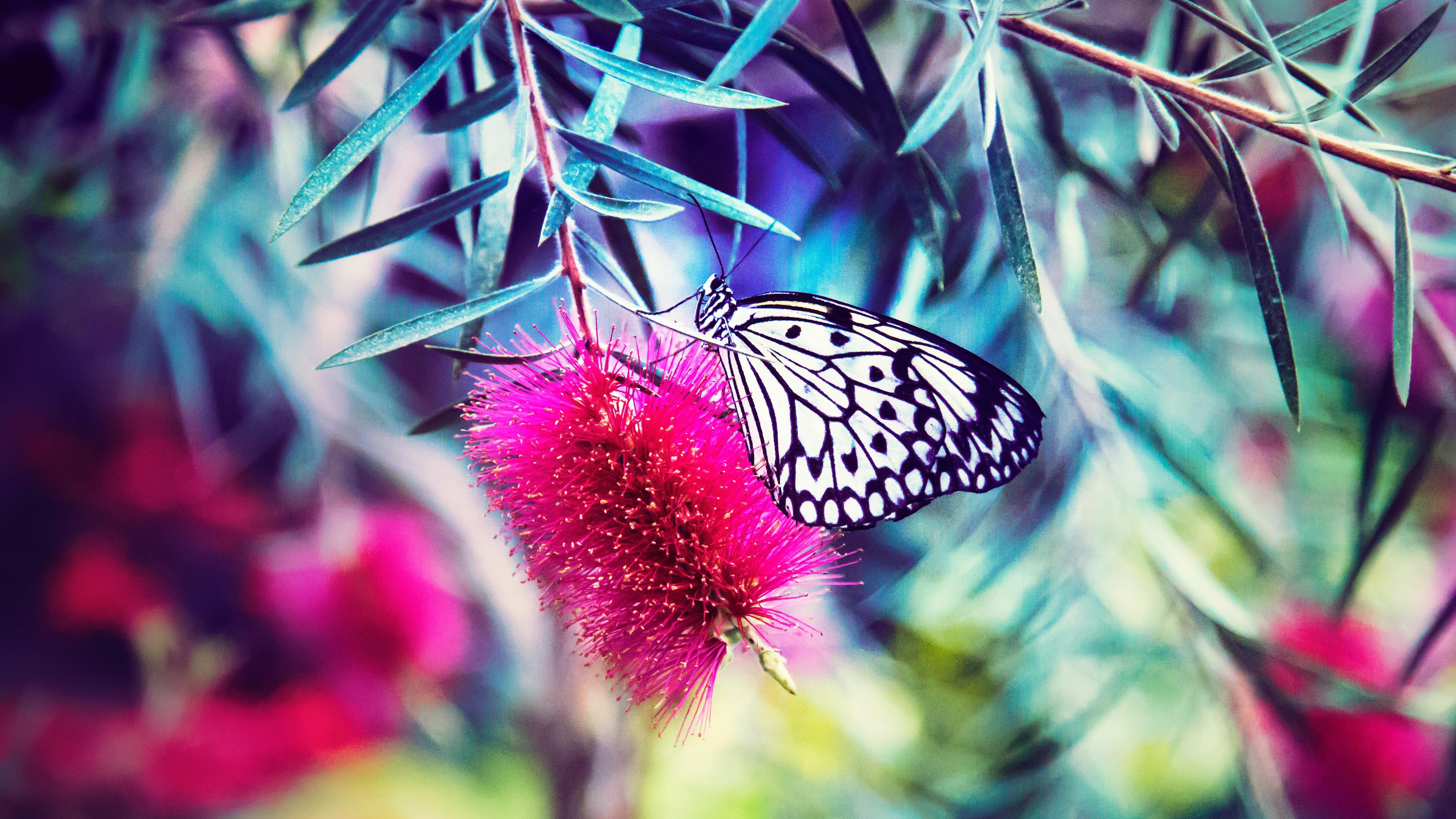 5120 x 2880 · jpeg - Beautiful Butterfly 5K Nature Wallpaper | HD Wallpapers
