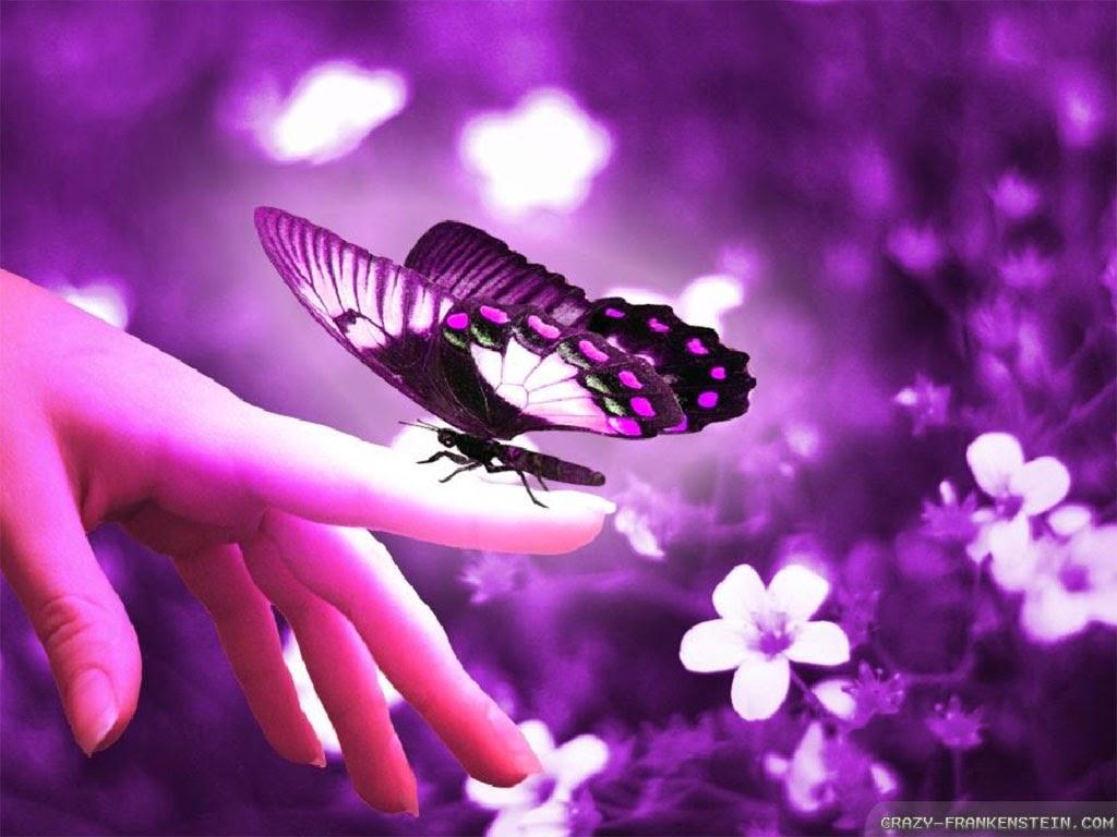1024 x 768 · jpeg - beautiful butterfly wallpapers - Mobile wallpapers