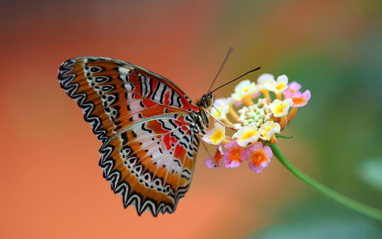 1280 x 800 · jpeg - Spring Butterfly beautiful wallpapers 1280x800.jpg (1280800 ...
