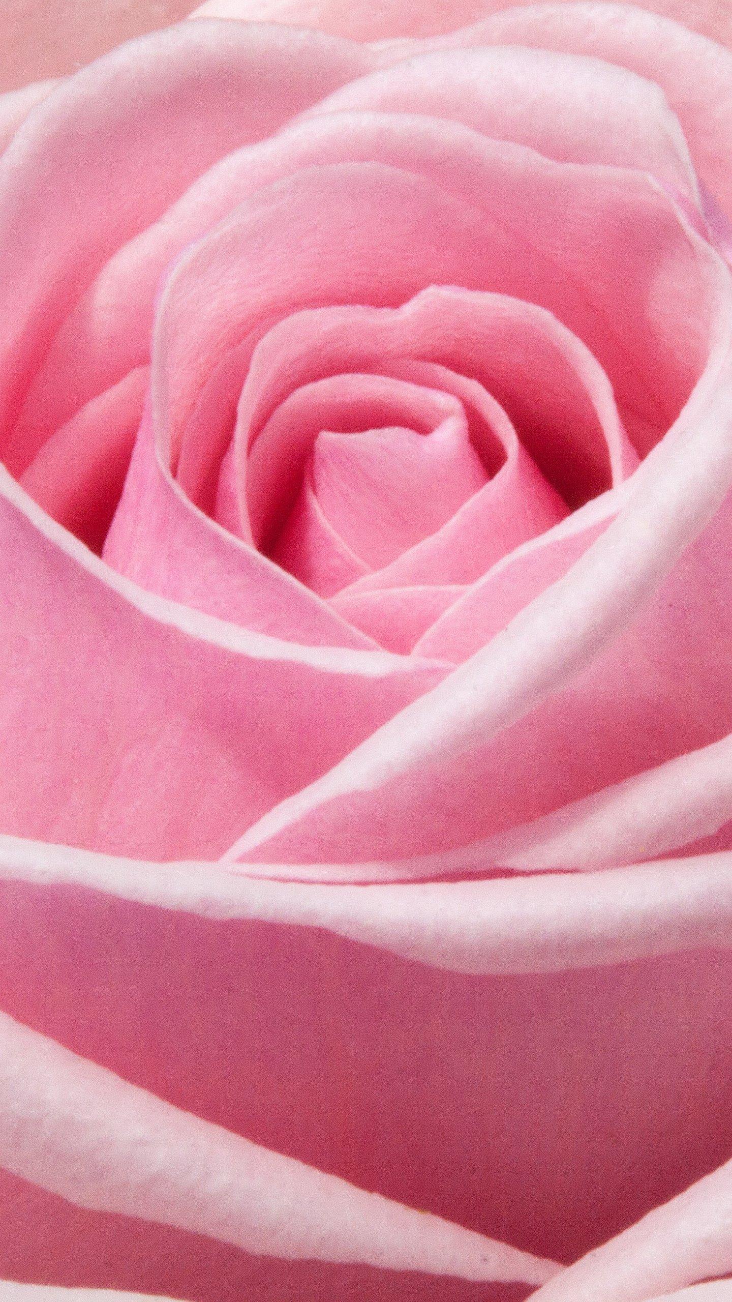 1440 x 2560 · jpeg - Aesthetic Pink Roses Wallpapers - Wallpaper Cave
