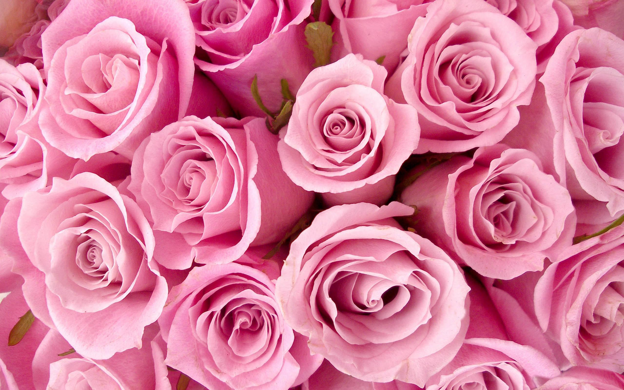 2560 x 1600 · jpeg - Pink Roses Wallpapers 1 WallpaperTag