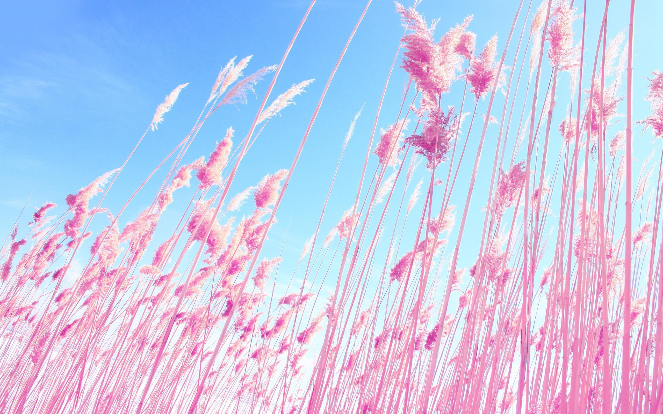 2560 x 1600 · jpeg - Pink Desktop HD Wallpapers - Wallpaper Cave