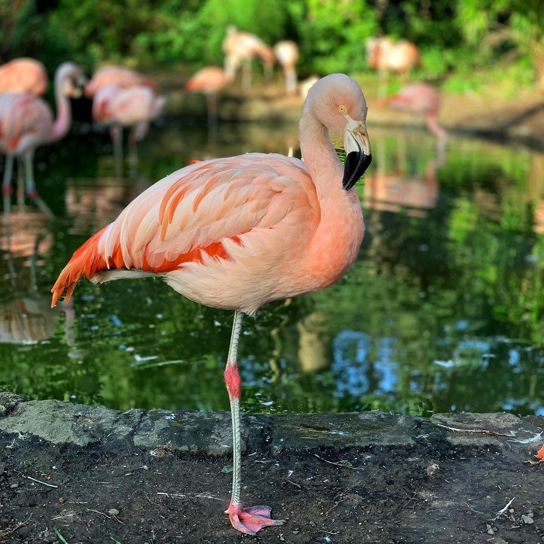 1080 x 1080 · jpeg - Flamingo in 2020 (With images) | Flamingo, Pretty birds, Flamingo wallpaper