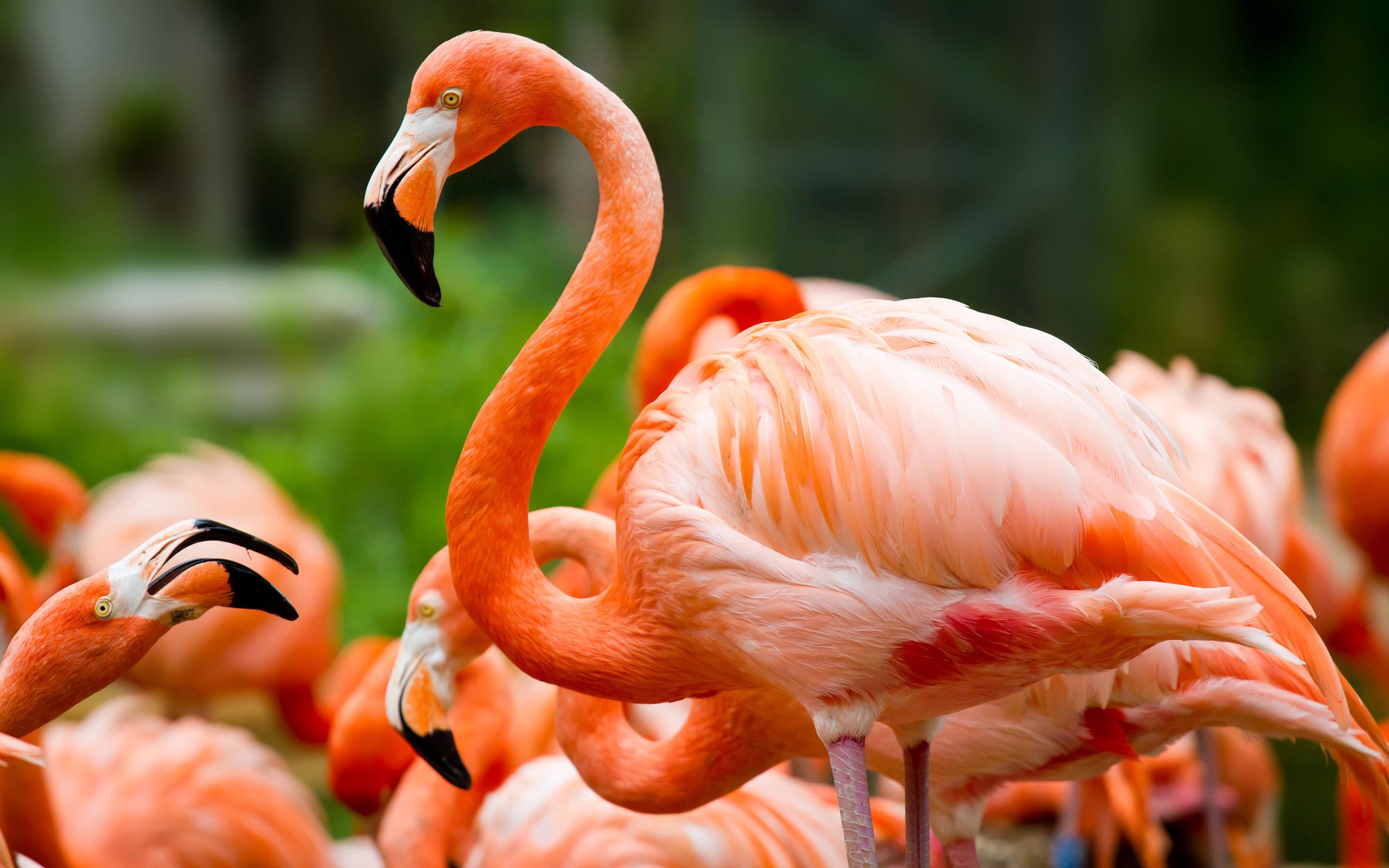 2560 x 1600 · jpeg - Flamingo With Beautiful Orange Colored Background With High Contrast ...