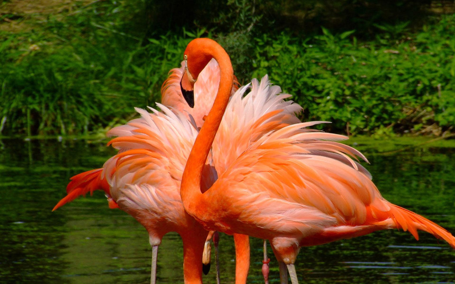 1920 x 1200 · jpeg - Two Orange Flamingos With Beautiful Feathers Desktop Wallpaper Hd ...