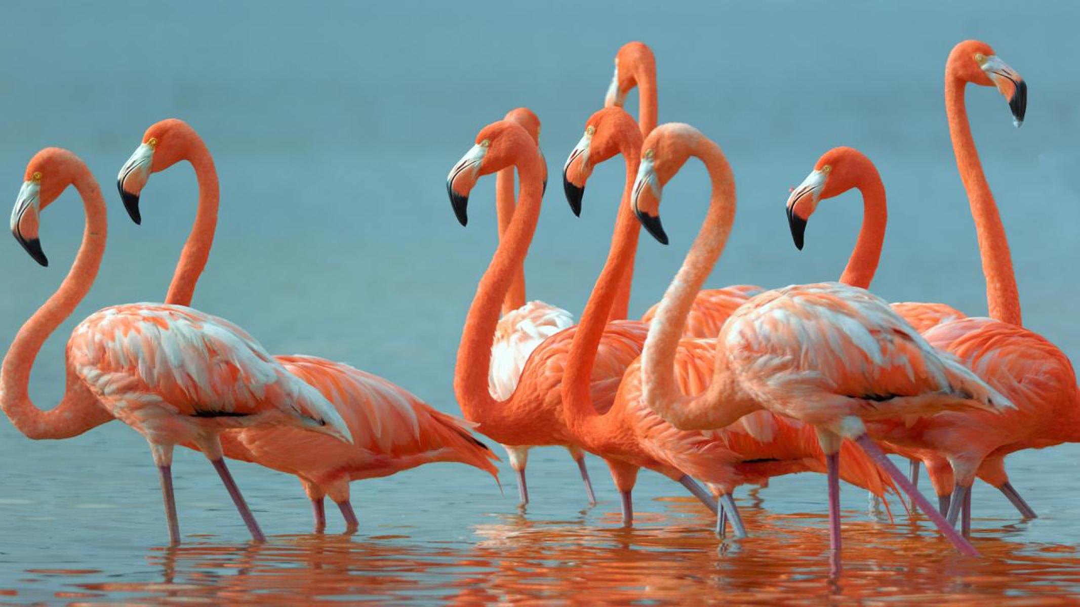 2133 x 1200 · jpeg - Flamingos Beautiful Exotic Birds Desktop Hd Wallpaper : Wallpapers13