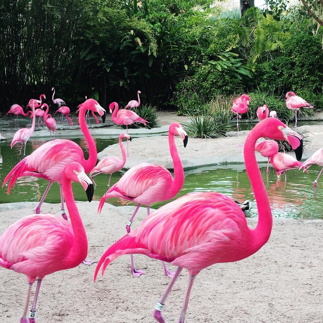 1080 x 1080 · jpeg - Pink Flamingo | Pretty birds, Nature birds, Tropical birds
