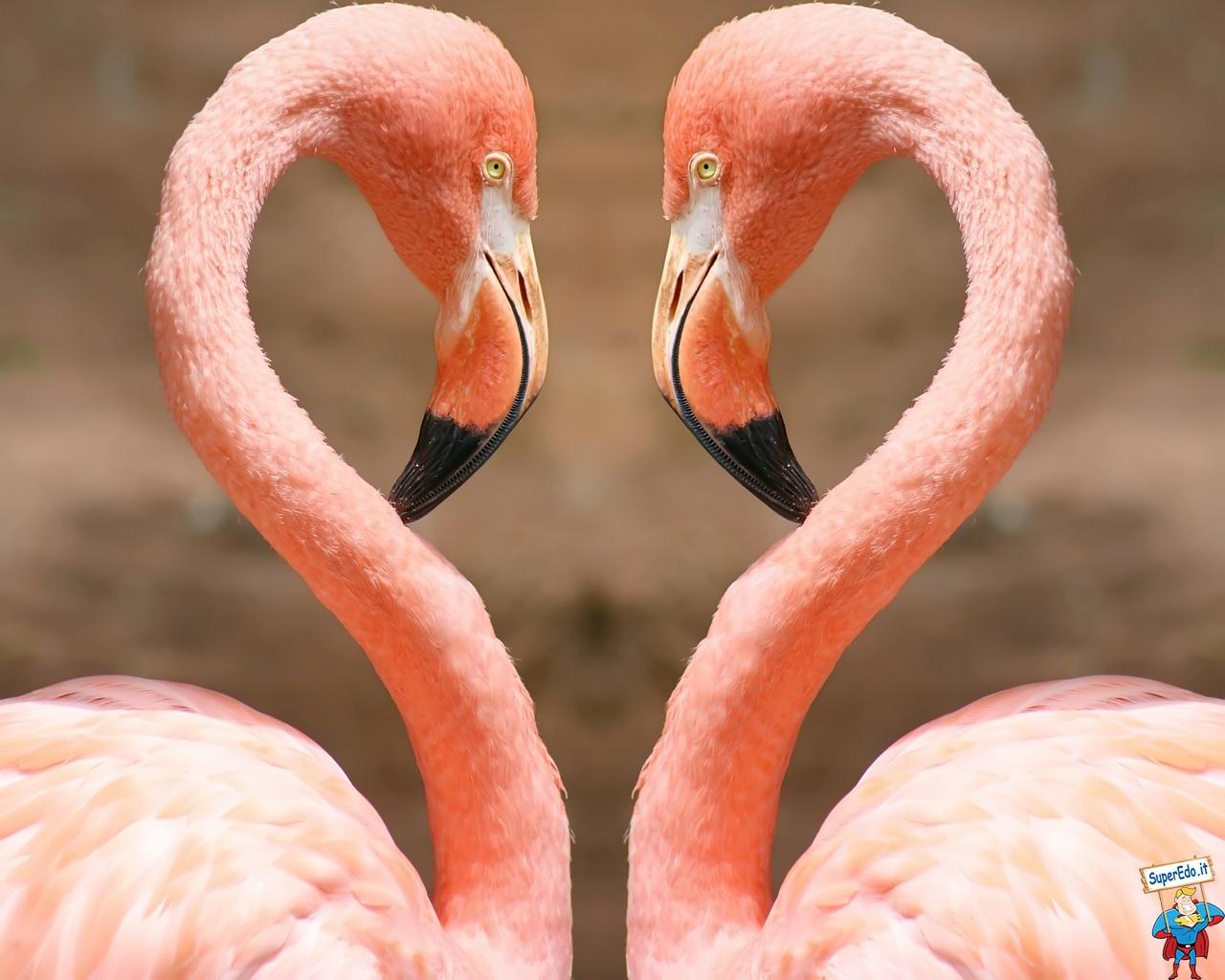 1280 x 1024 · jpeg - Pink Flamingos - Beautiful Pictures Of Flamingos - 1280x1024 Wallpaper ...