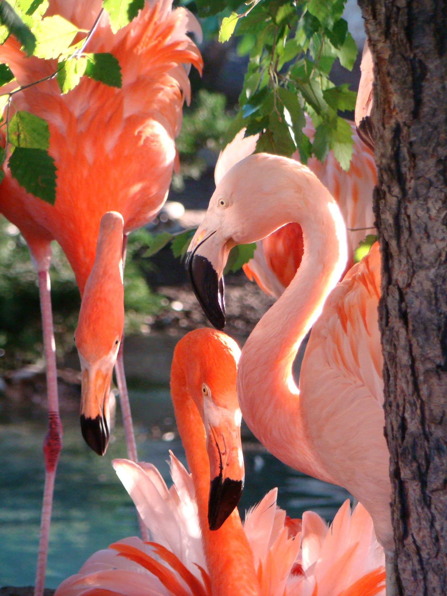 1536 x 2048 · jpeg - Como Zoo St Paul, MN | Beautiful birds, Flamingo photo, Flamingo