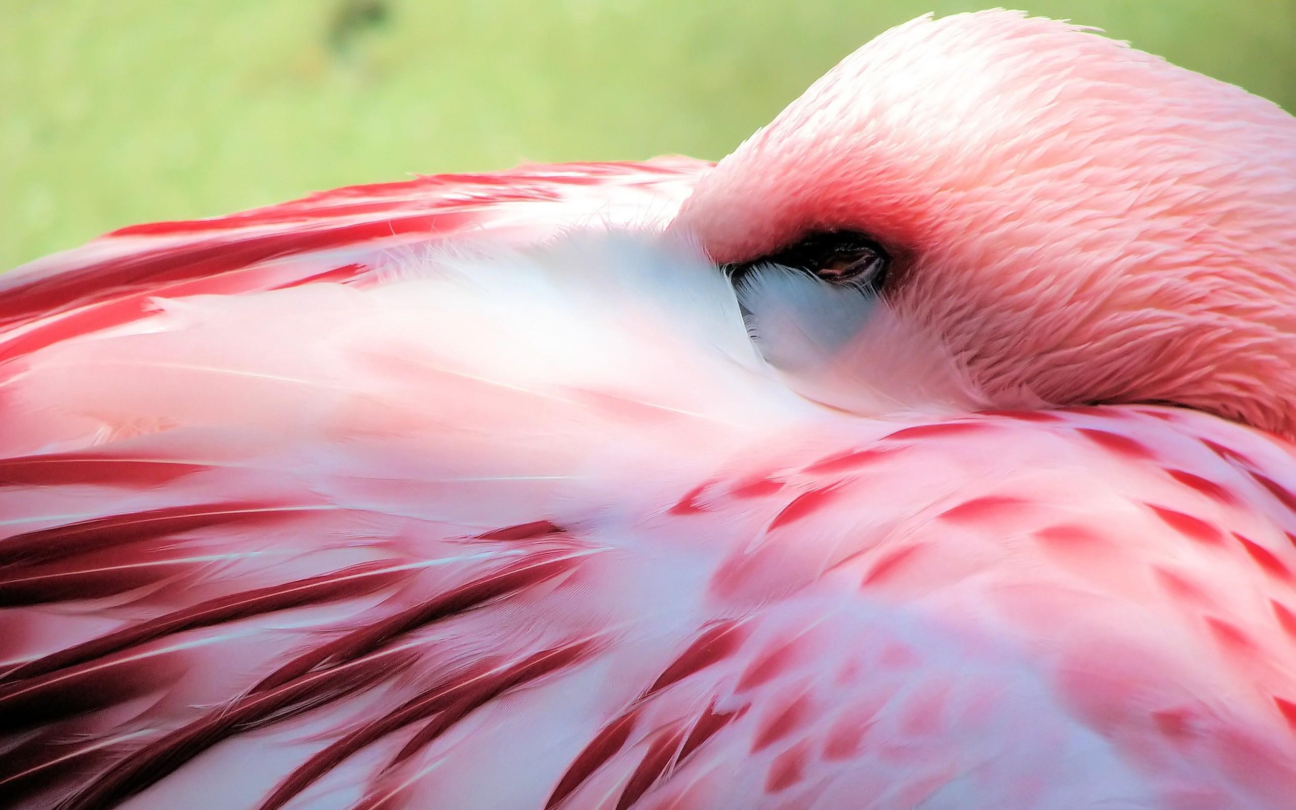 2560 x 1600 · jpeg - Flamingo HD Wallpaper | Background Image | 2560x1600 | ID:344273 ...