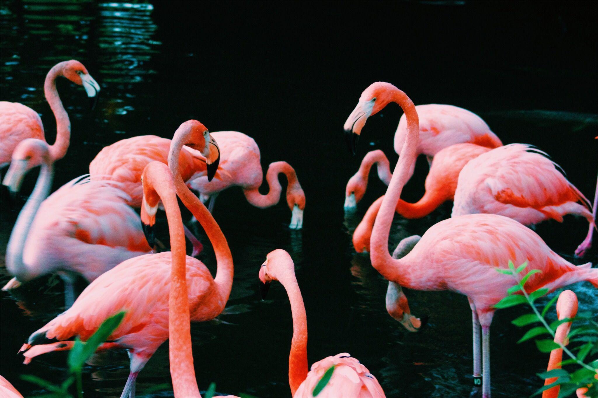 2048 x 1365 · jpeg -  Aesthetic Flamingo