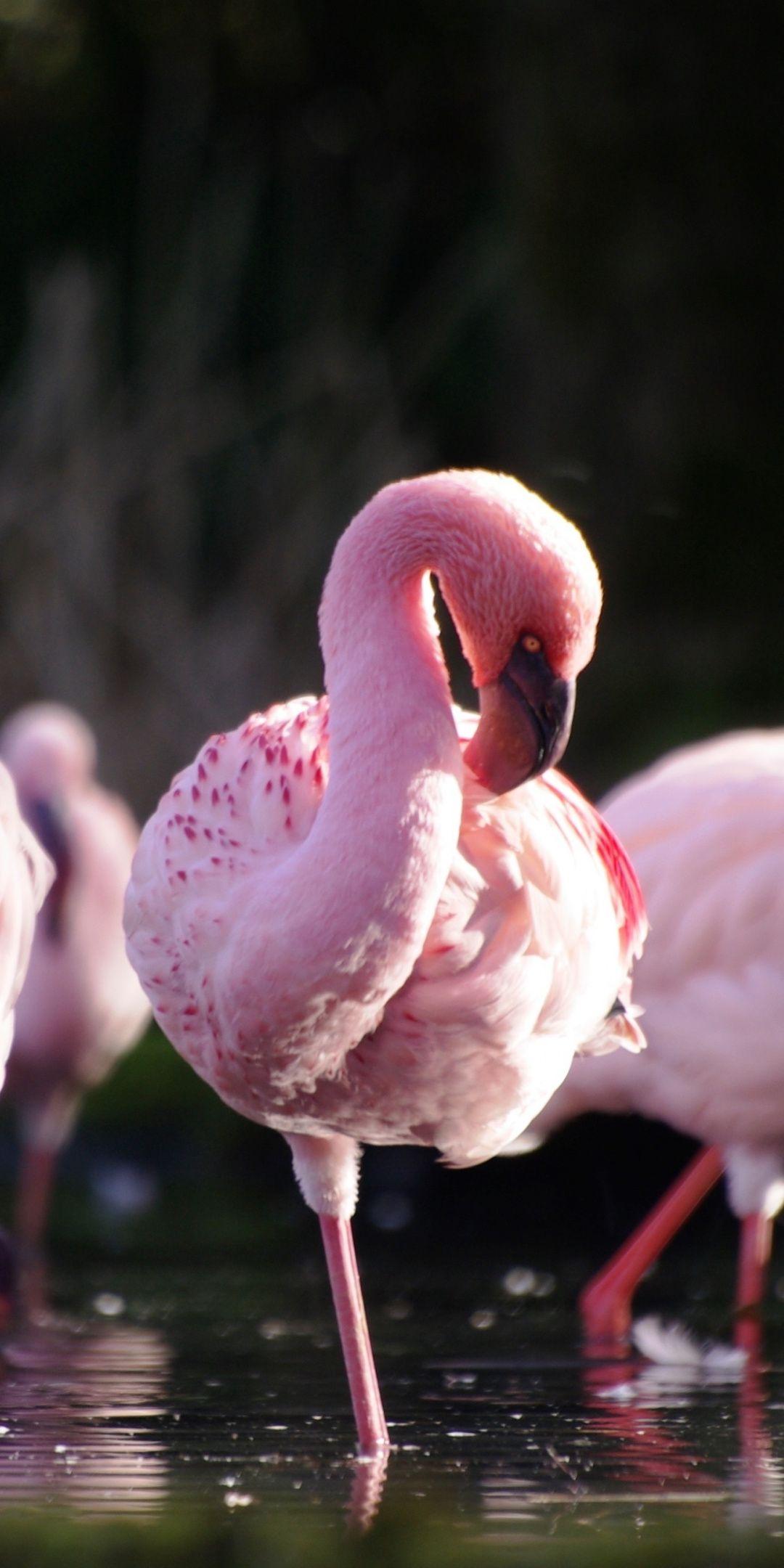 1080 x 2160 · jpeg - Wildlife, birds, flamingos, 1080x2160 wallpaper | Flamingo, Pretty ...