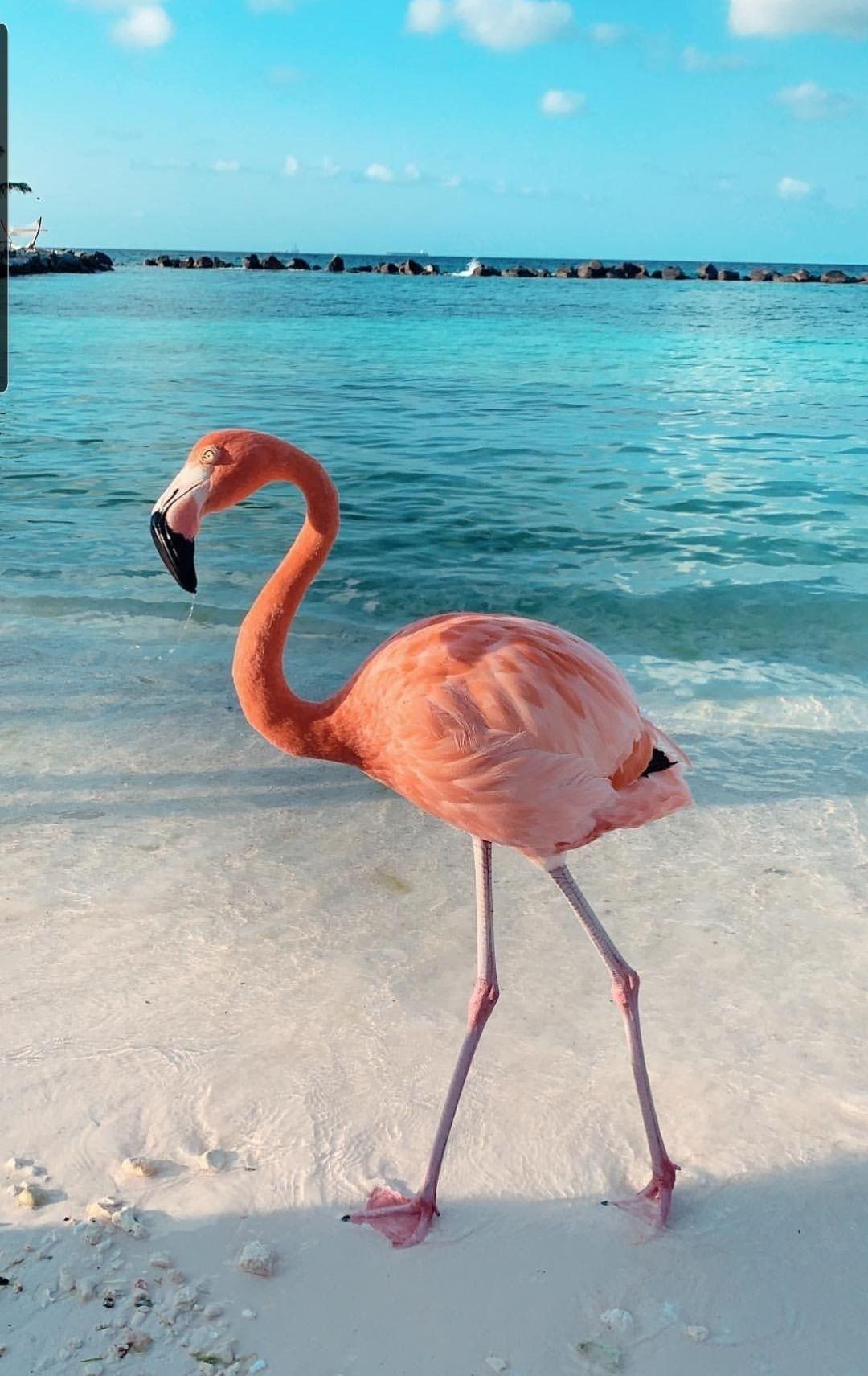 1080 x 1711 · jpeg - Pin by    on Iphone achtergrond | Flamingo wallpaper ...