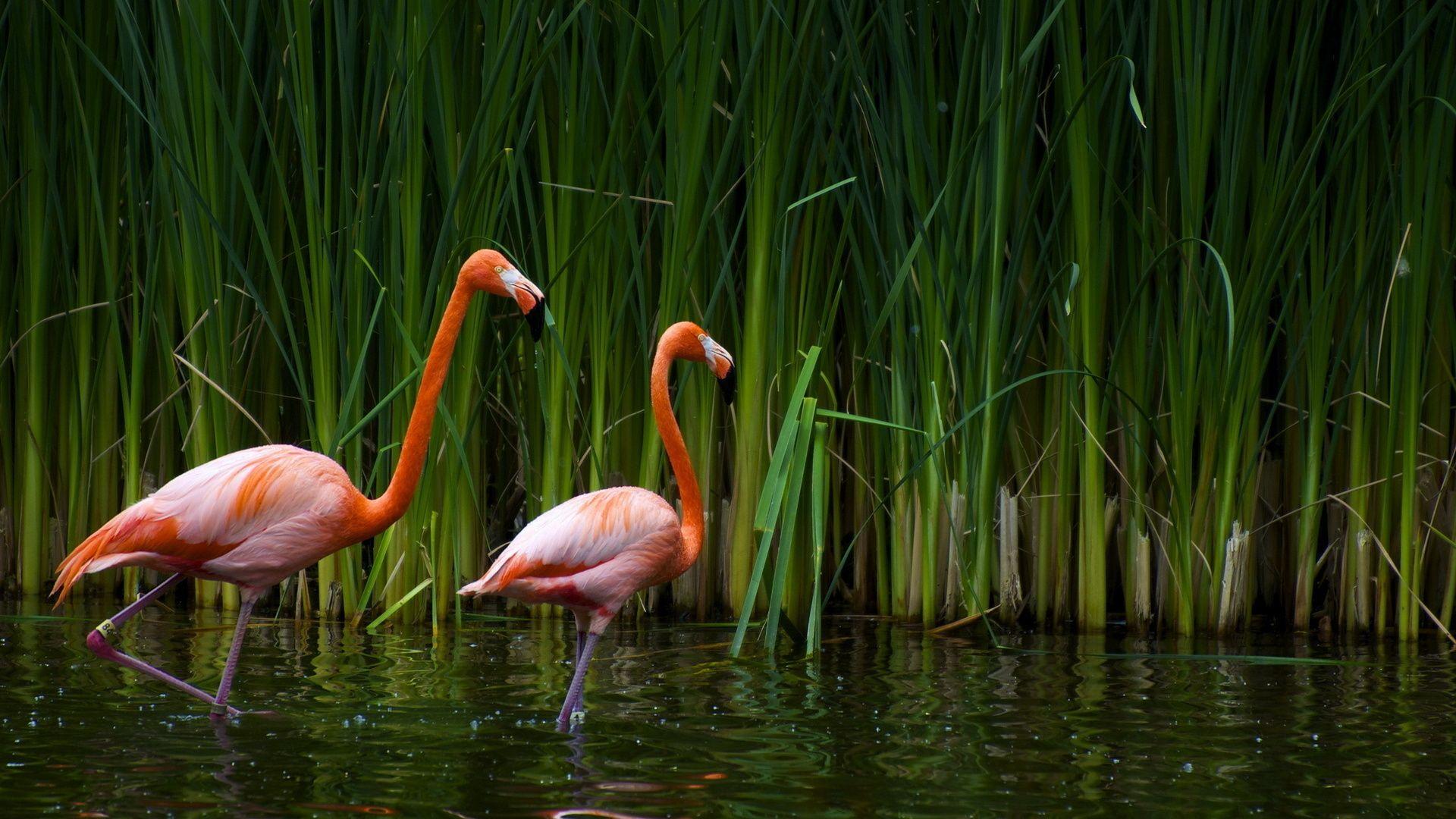 1920 x 1080 · jpeg - Flamingo Wallpapers HD wallpaperwiki | Flamingo pictures, Beautiful ...