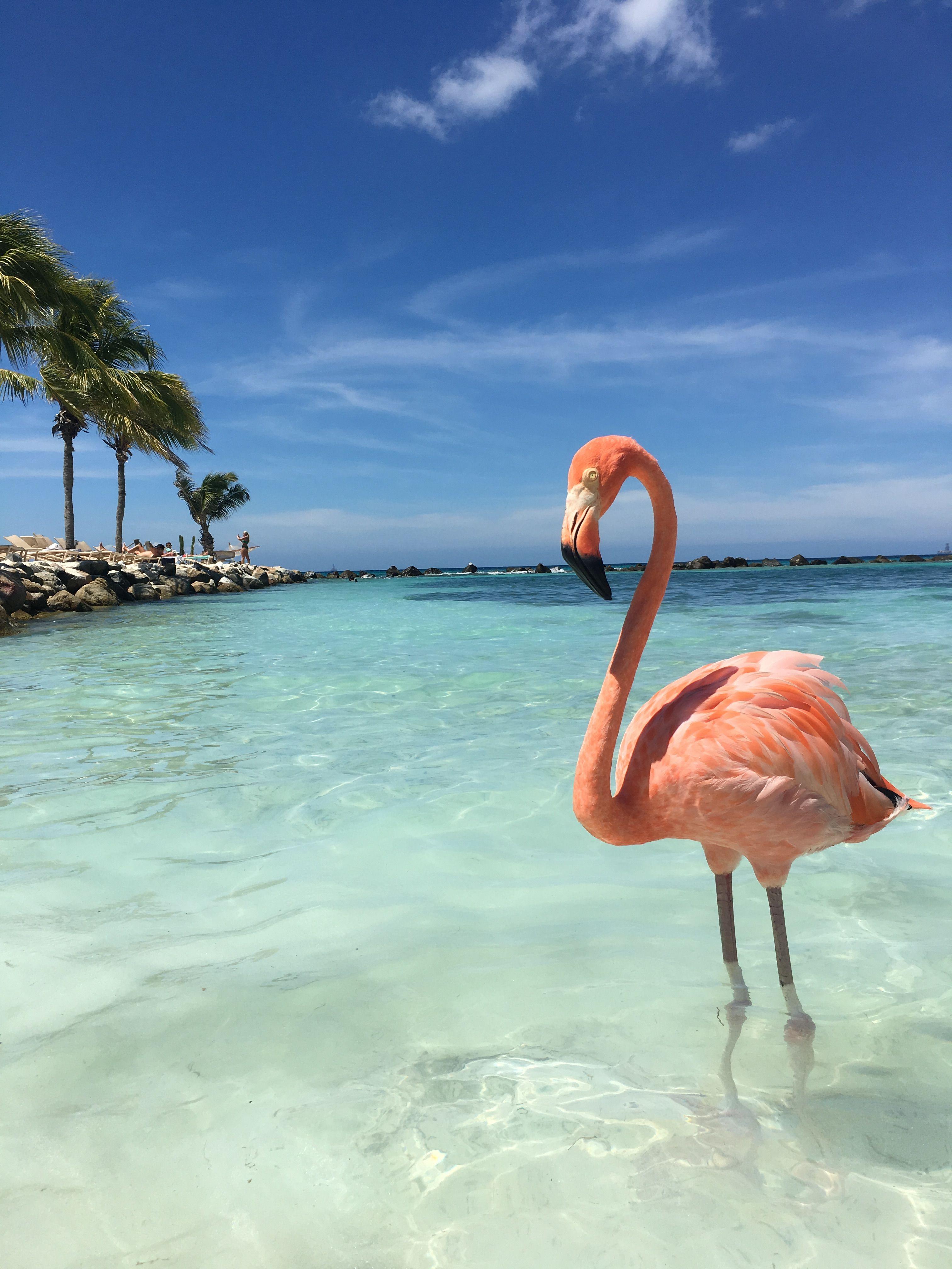 3024 x 4032 · jpeg - Flamingo Beach Aruba | Flamingo pictures, Flamingo beach aruba ...