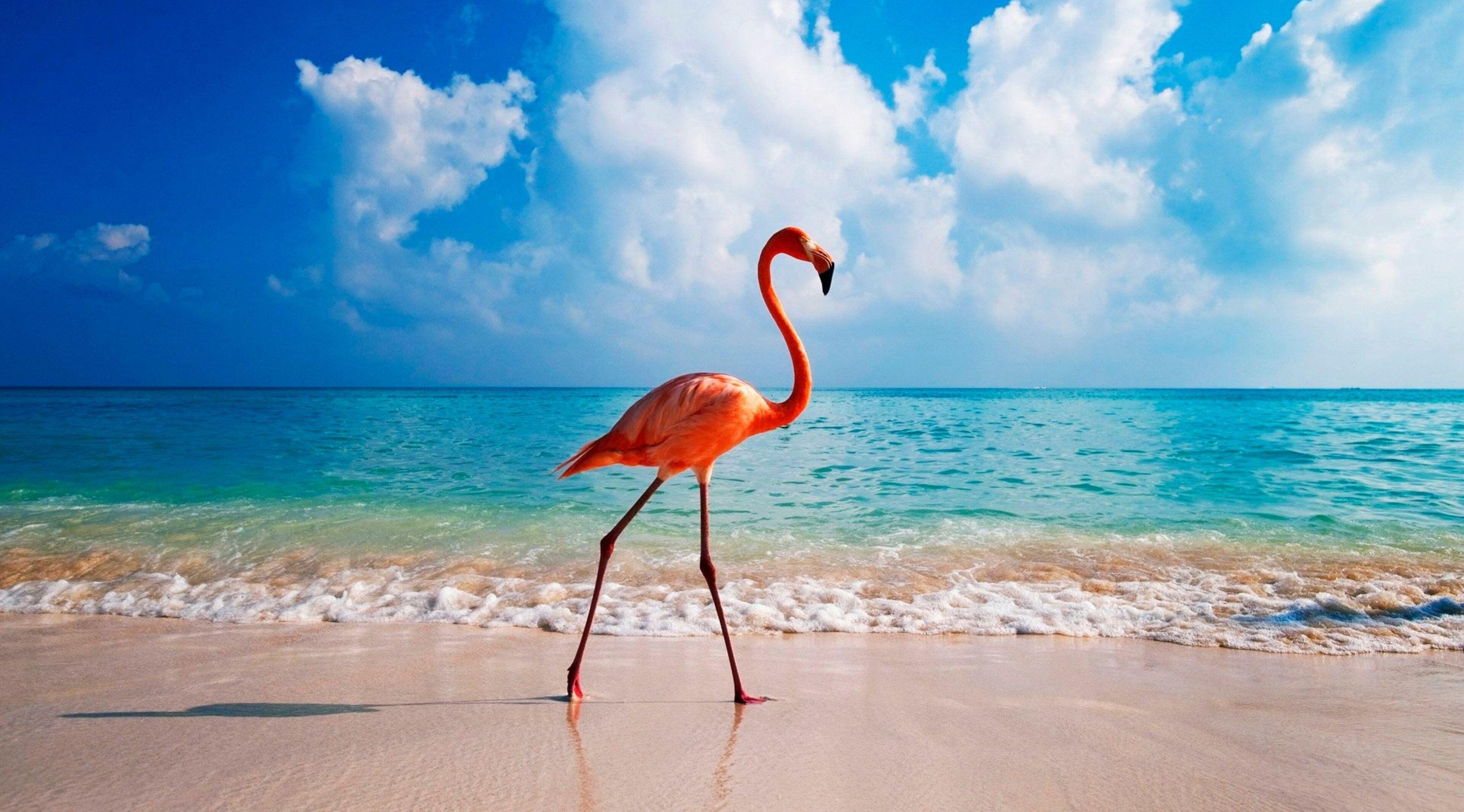 3840 x 2130 · jpeg - 3840x2130 flamingo 4k desktop background wallpaper hd | Flamingos ...