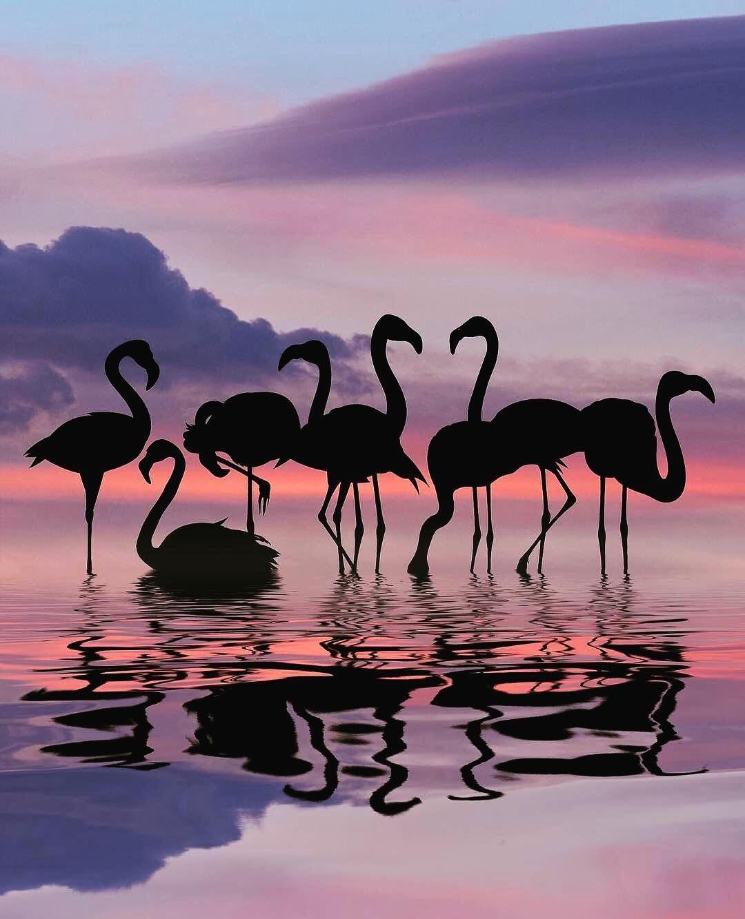 1080 x 1333 · jpeg - @wildlifeplanet | flamingo sunset | Flamingo wallpaper, Flamingo ...