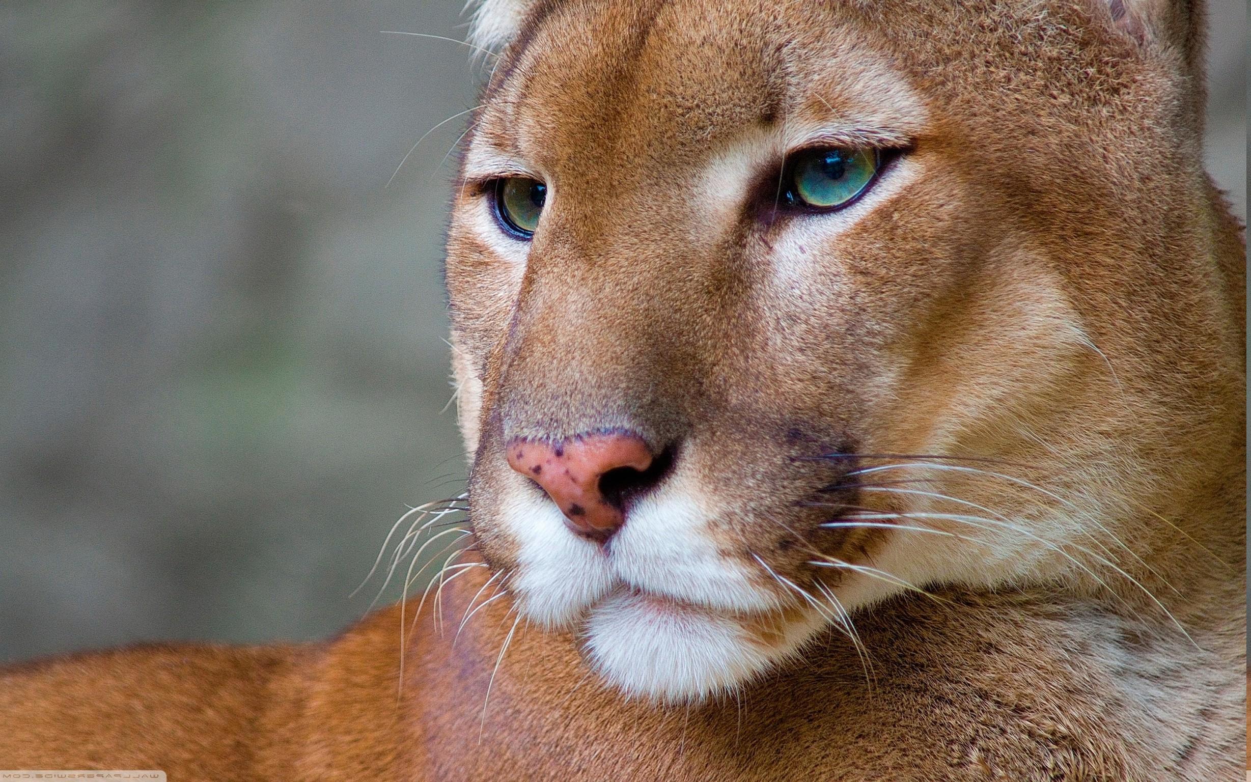 2457 x 1536 · jpeg - pumas, Animals Wallpapers HD / Desktop and Mobile Backgrounds