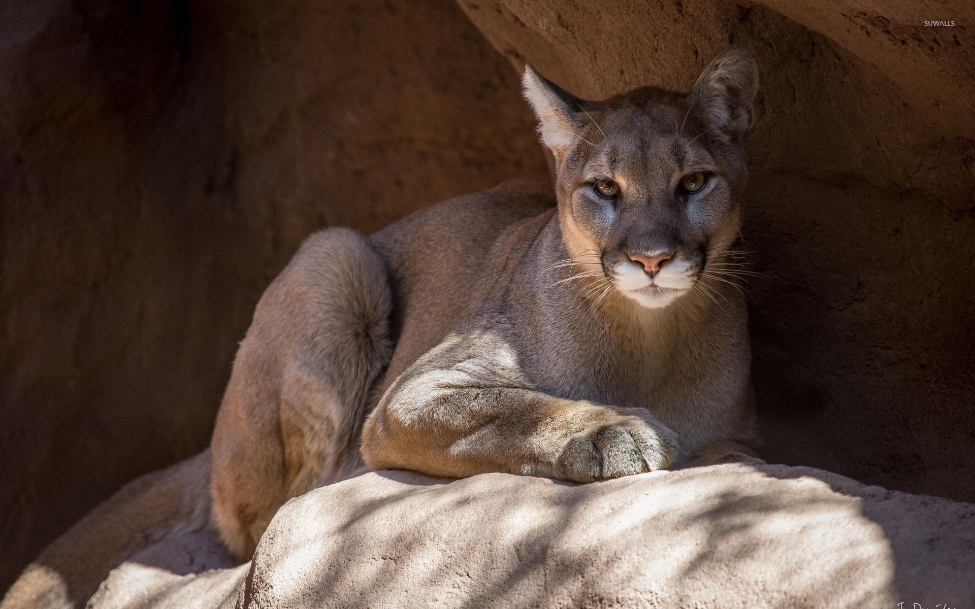 1920 x 1200 · jpeg - Puma Animal Wallpapers FREE Pictures on GreePX