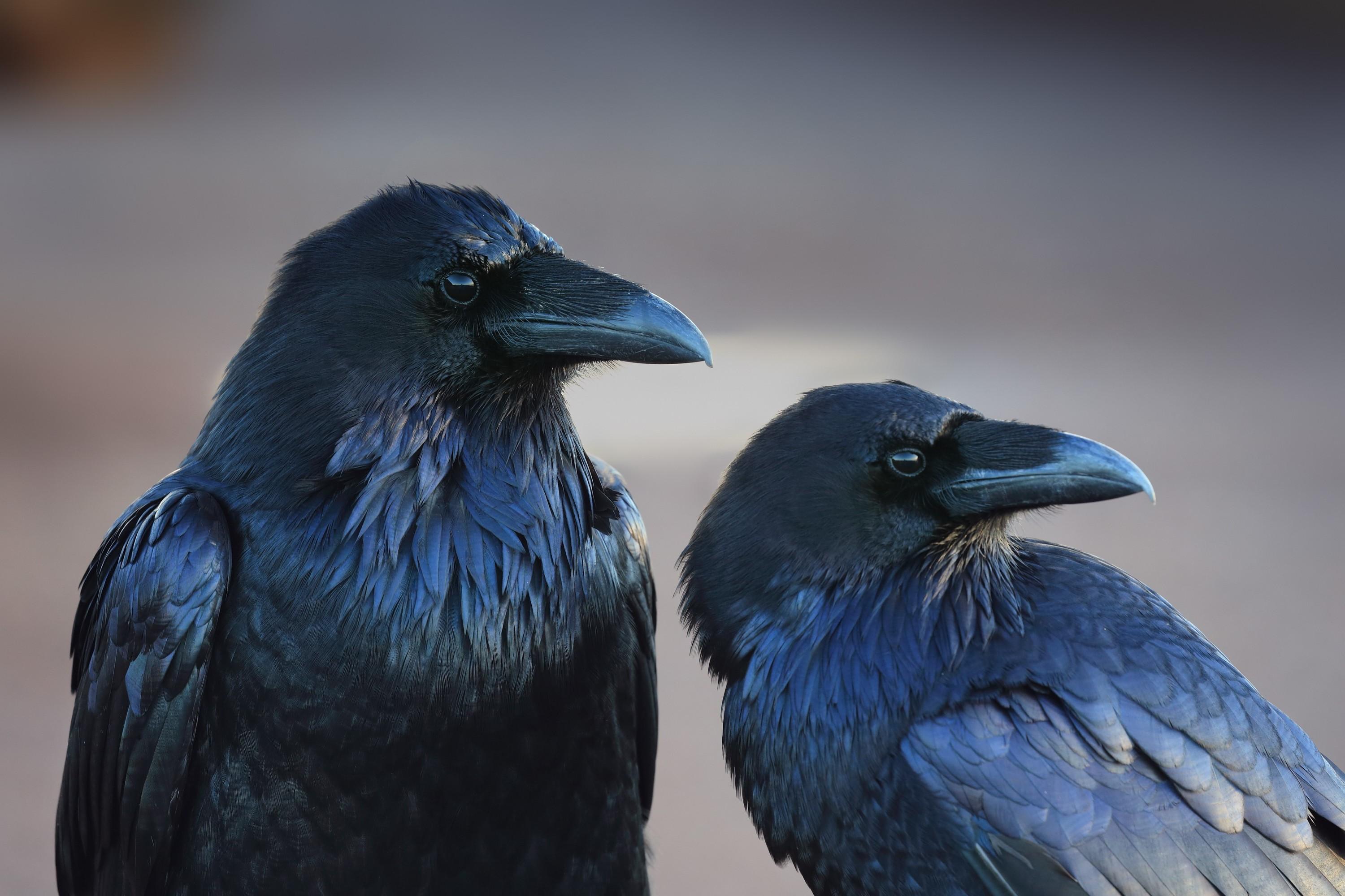 3000 x 2000 · jpeg - animals birds crow raven Wallpapers HD / Desktop and Mobile Backgrounds