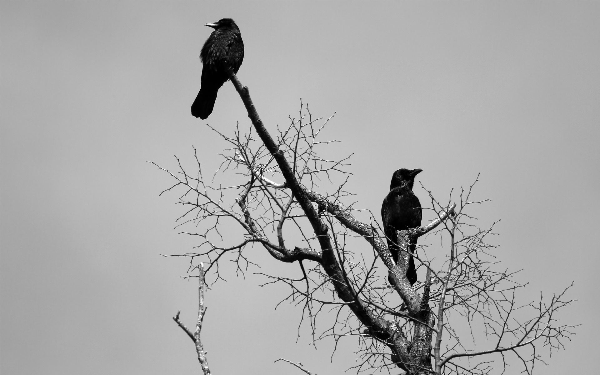 1920 x 1200 · jpeg - Animals birds crows ravens gothic dark wallpaper | 1920x1200 | 23721 ...
