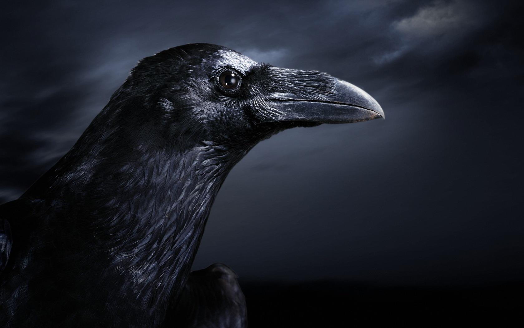 1680 x 1050 · jpeg - The Raven  UnderworldTales