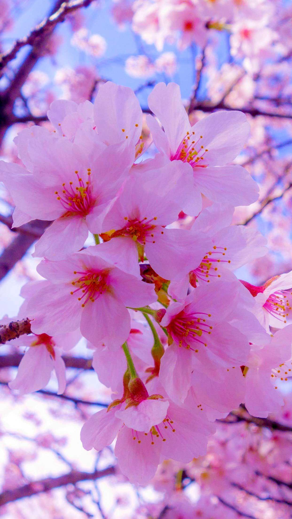 1242 x 2208 · jpeg - -Iphone Wallpaper Sakura flowers bloom Hd | Cherry blossom wallpaper ...