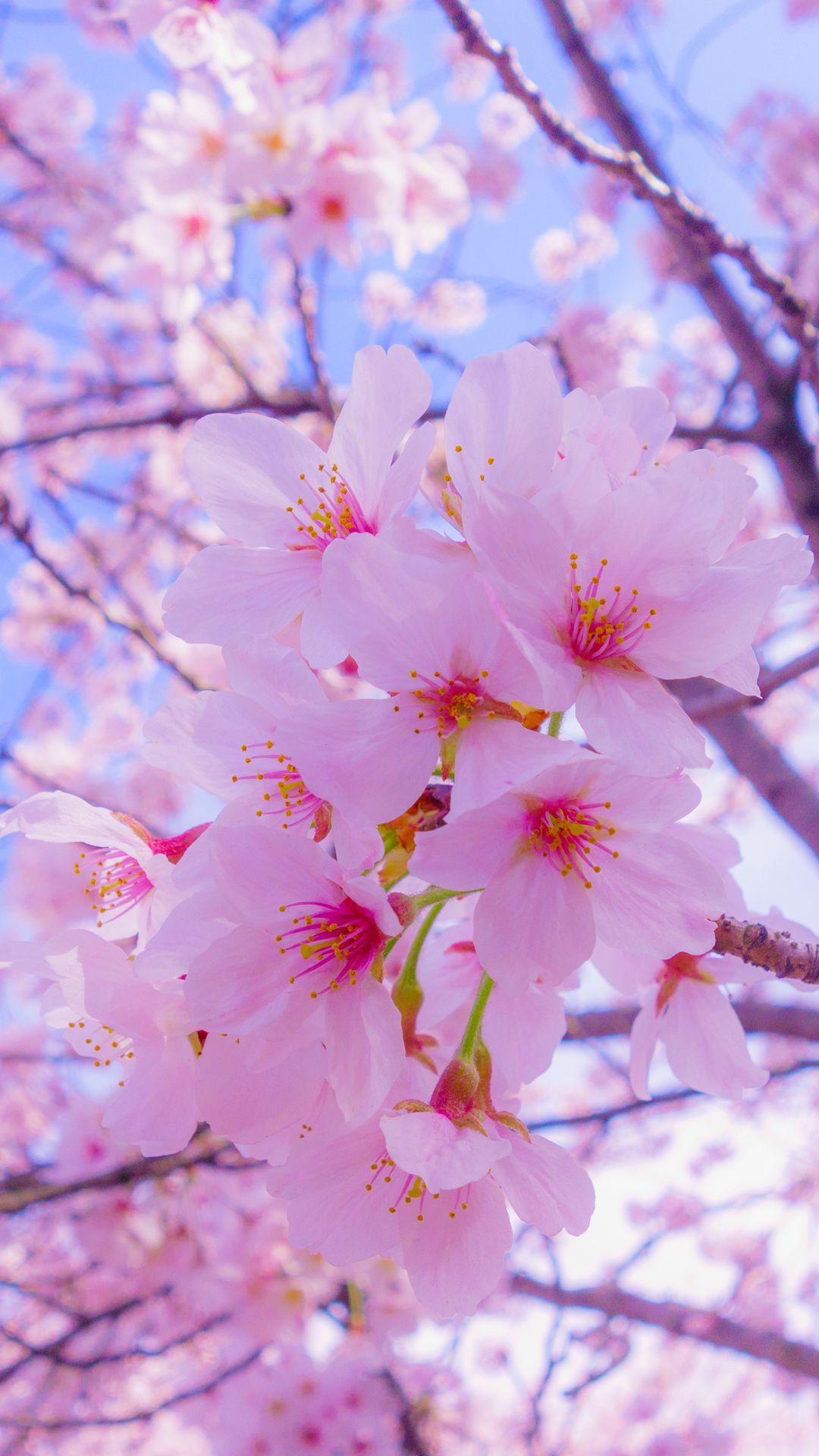 1080 x 1920 · jpeg - Download wallpaper 1080x1920 sakura, flowers, bloom, spring, pink ...