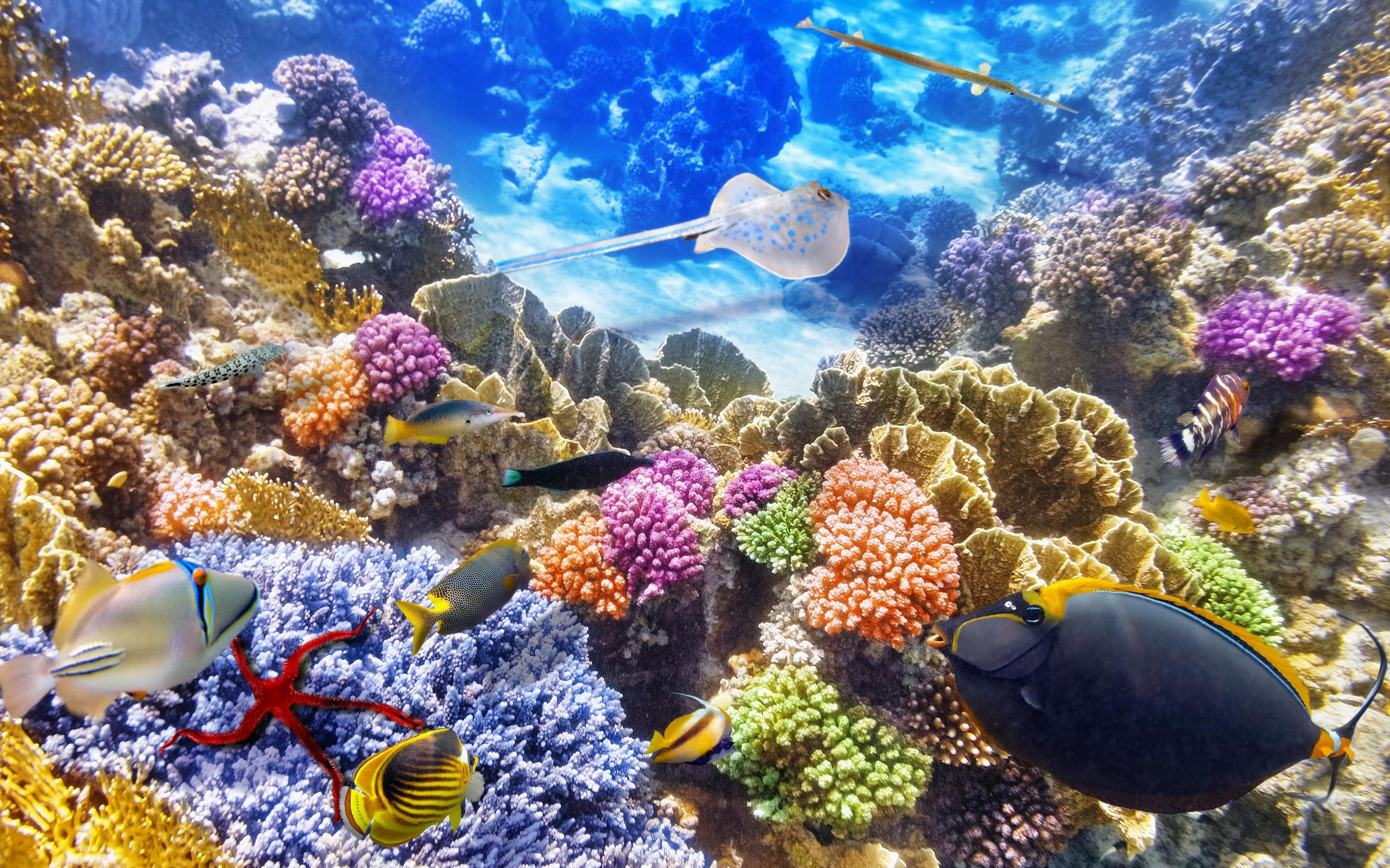 3840 x 2400 · jpeg - Marine Life Wallpapers - Top Free Marine Life Backgrounds - WallpaperAccess