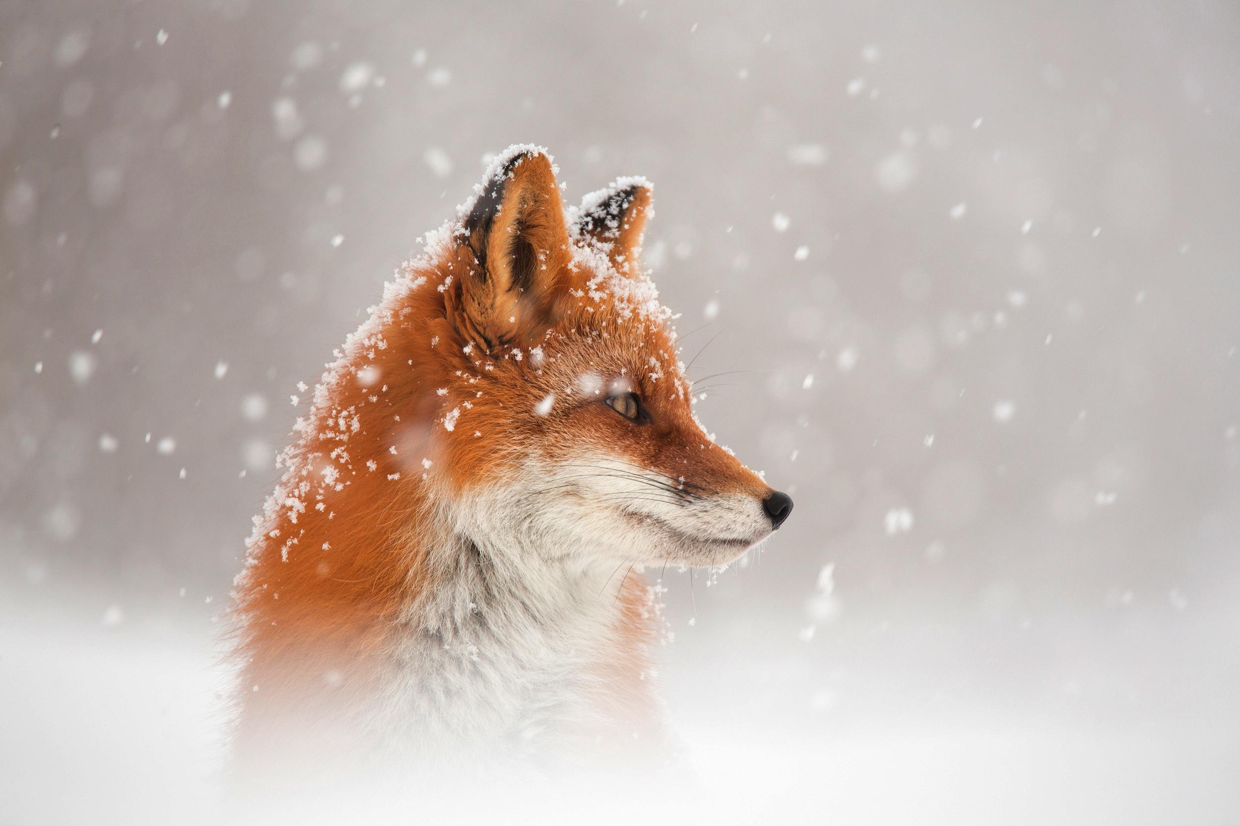 2500 x 1667 · jpeg - Fox Snow, HD Animals, 4k Wallpapers, Images, Backgrounds, Photos and ...