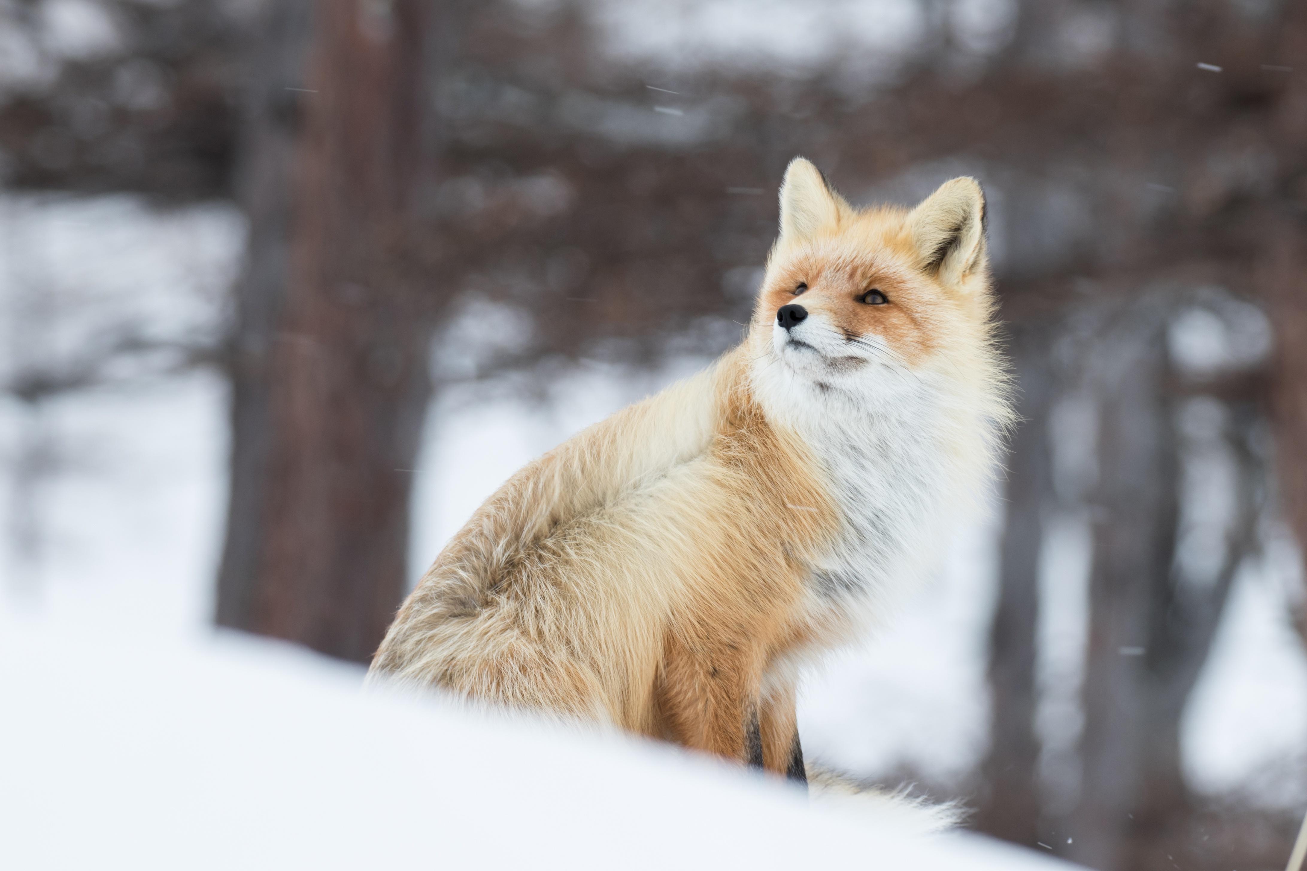 4366 x 2911 · jpeg - Fox In Snow 5k, HD Nature, 4k Wallpapers, Images, Backgrounds, Photos ...