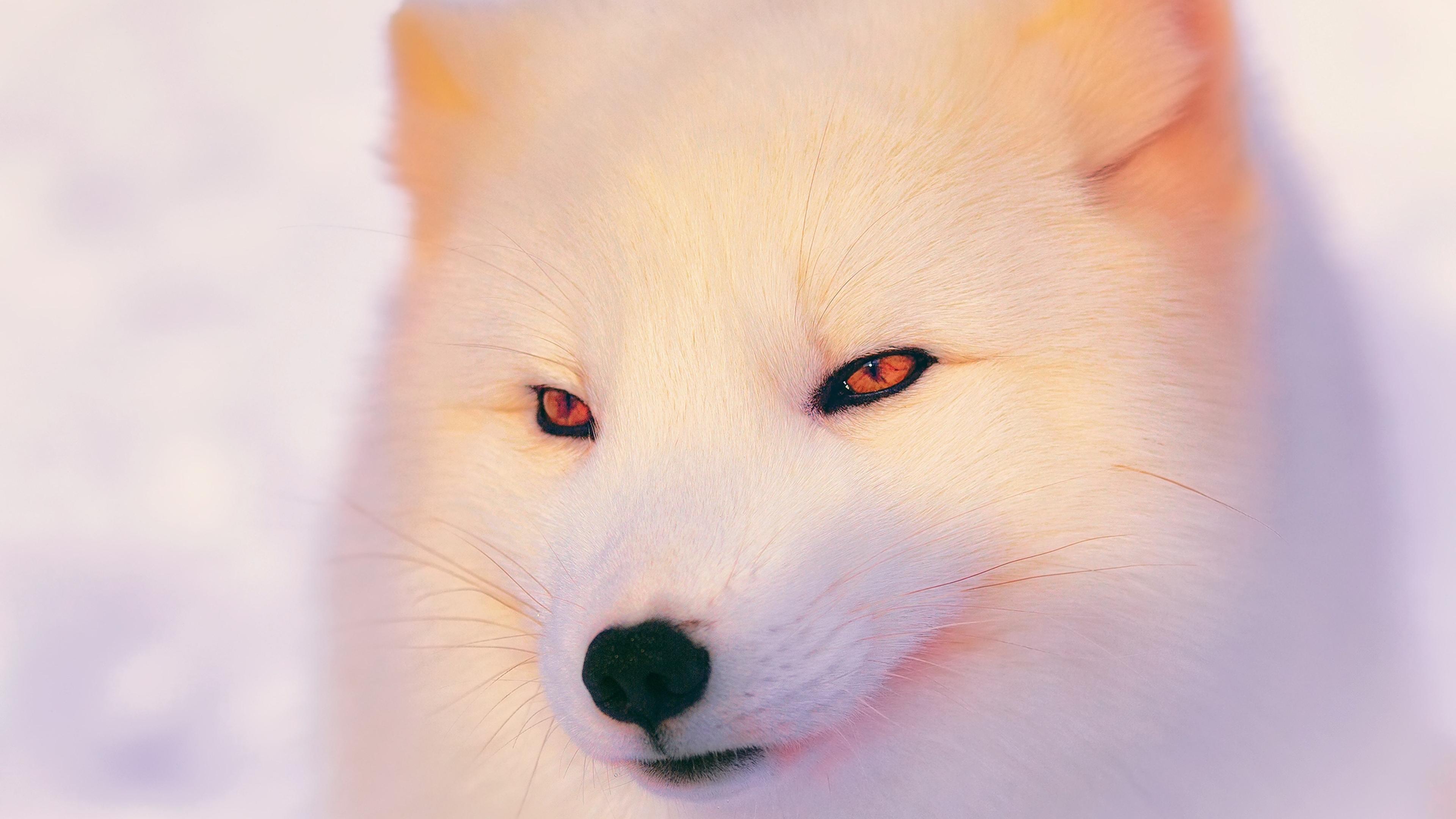 3840 x 2160 · jpeg - Arctic Fox Wallpaper - Beautiful white animal Wallpaper Download 3840x2160