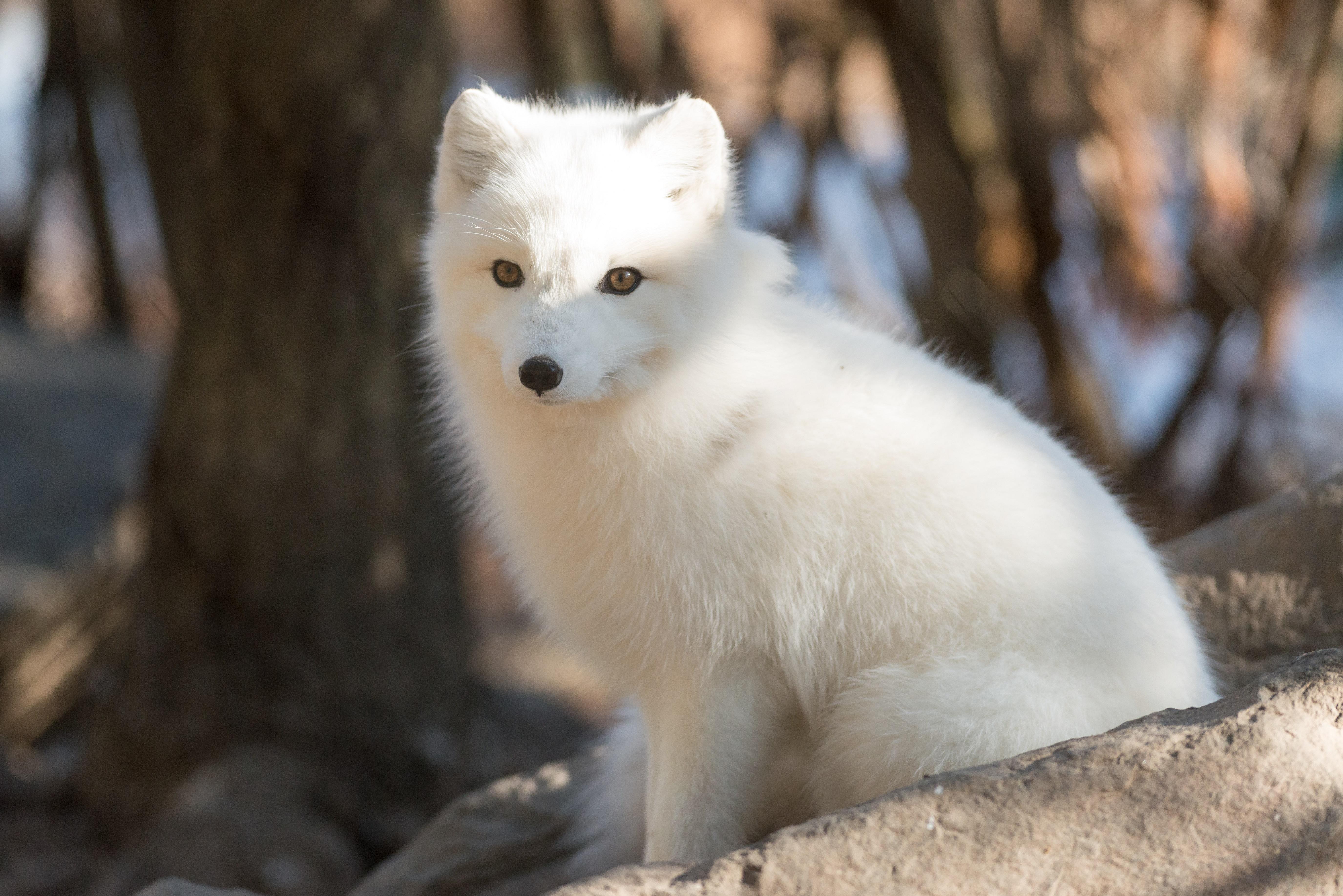 5500 x 3670 · jpeg - Arctic Fox Wallpapers Images Photos Pictures Backgrounds