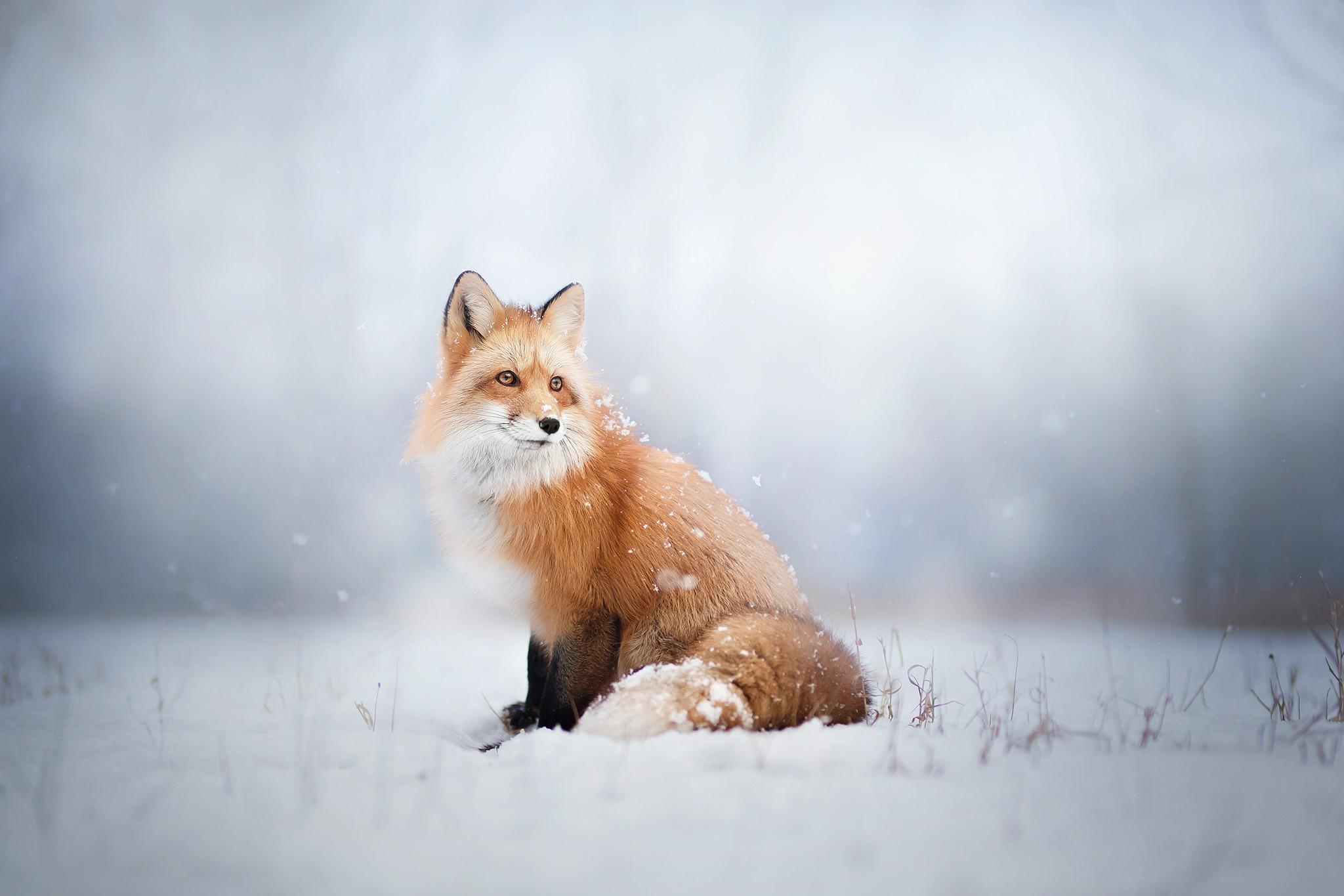 2048 x 1365 · jpeg - fox, Animals, Snow Wallpapers HD / Desktop and Mobile Backgrounds