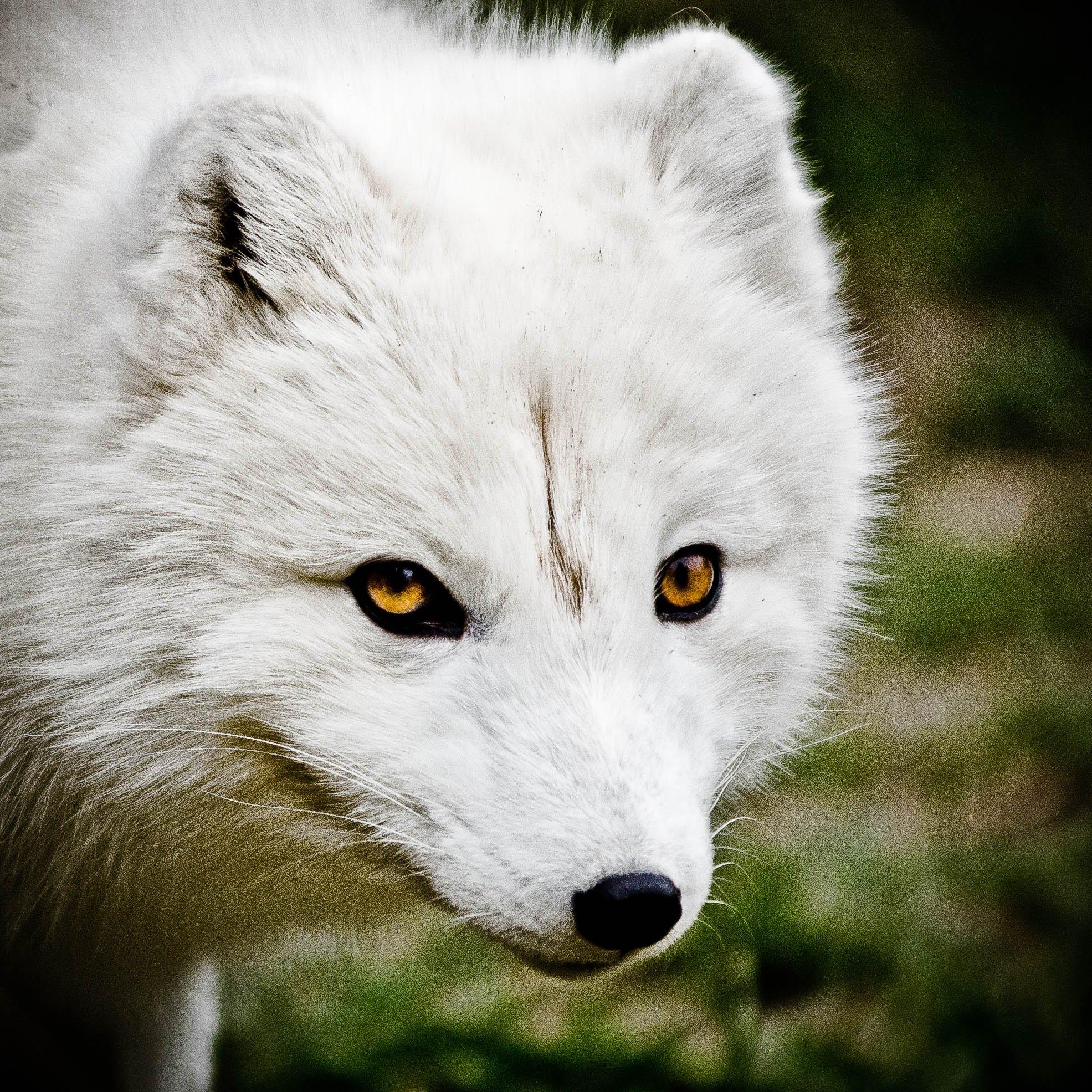 1971 x 1971 · jpeg - arctic, Fox, Foxes Wallpapers HD / Desktop and Mobile Backgrounds
