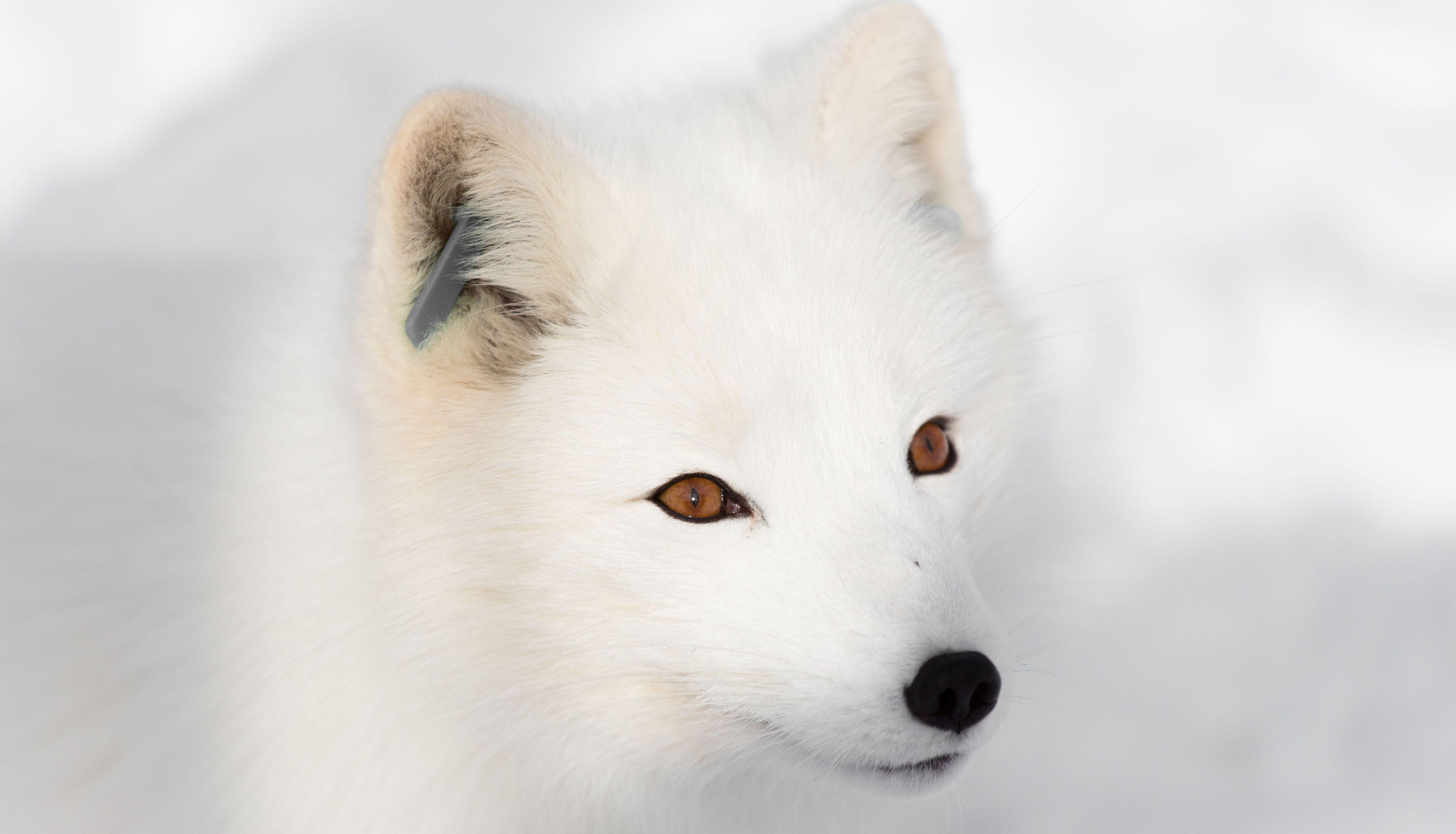 5500 x 3150 · jpeg - Arctic Fox Wallpapers Backgrounds