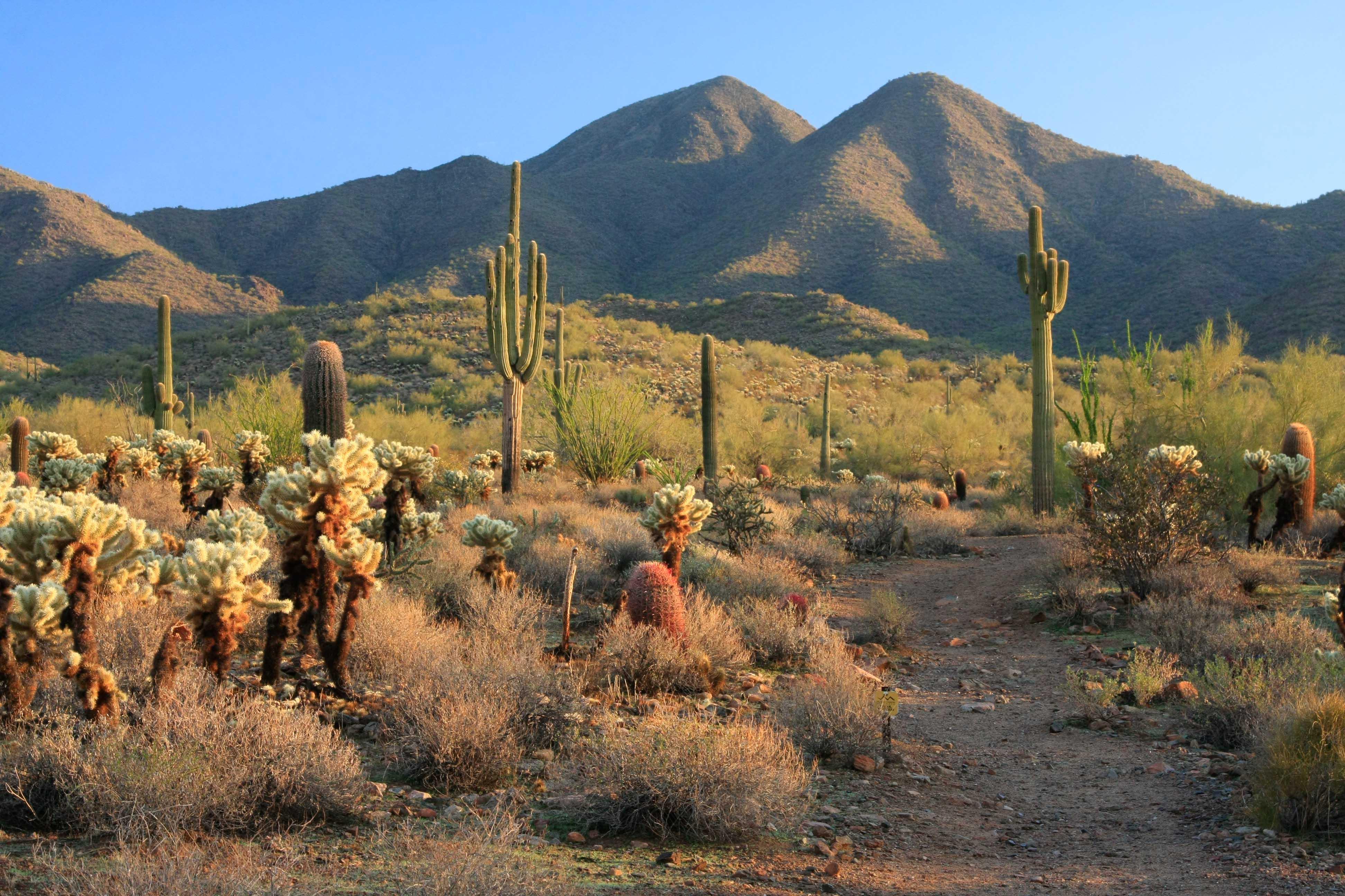 3888 x 2592 · jpeg - Sonoran Desert Wallpapers - Top Free Sonoran Desert Backgrounds ...