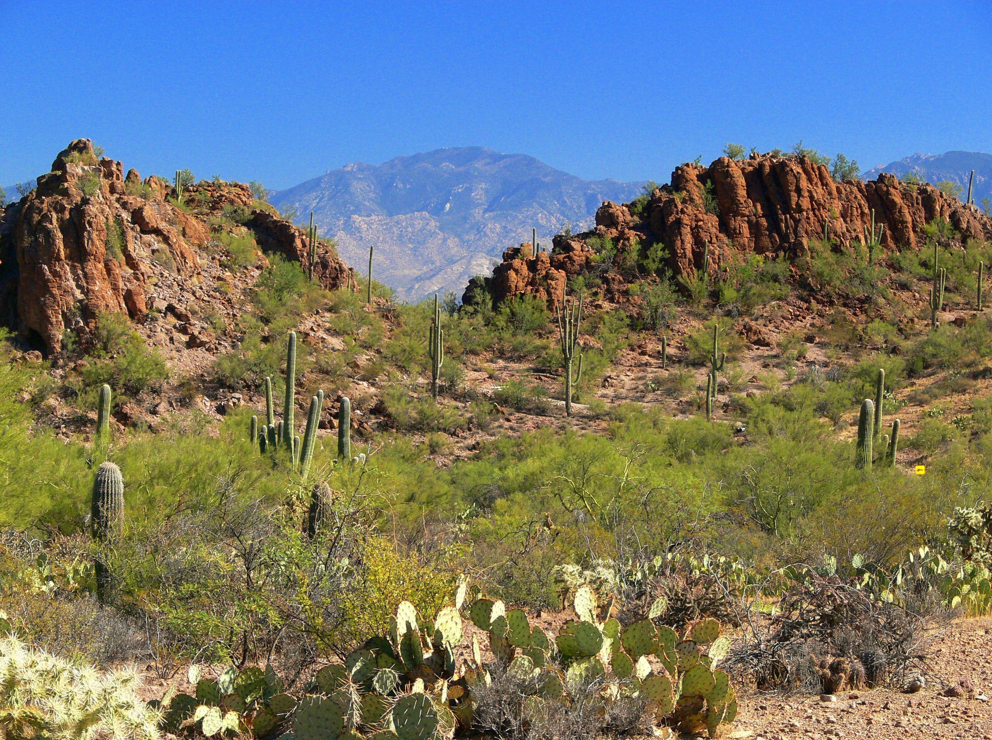 3195 x 2383 · jpeg - Sonoran Desert Wallpapers - Top Free Sonoran Desert Backgrounds ...
