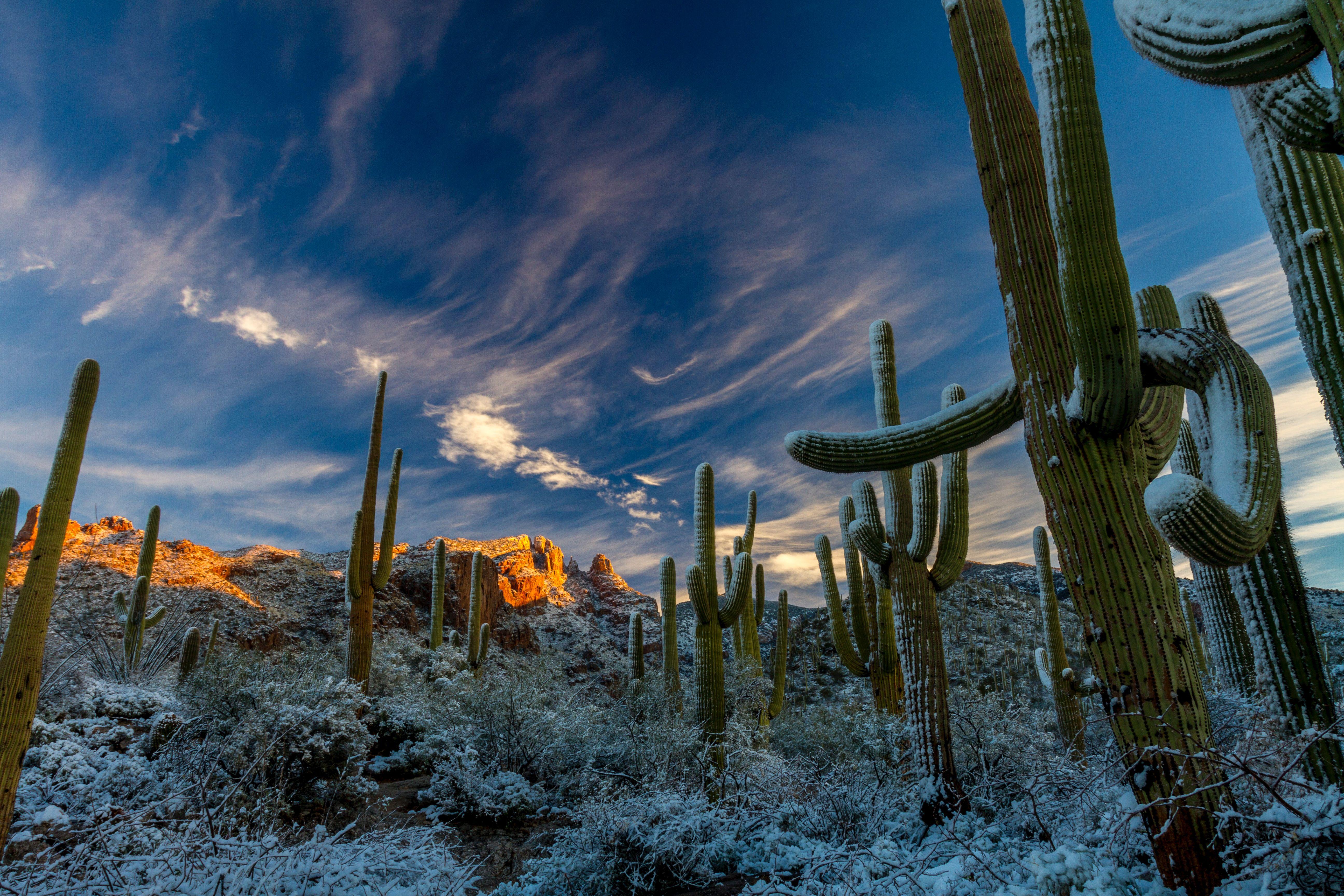 5184 x 3456 · jpeg - Sonoran Desert (Photo credit to NOAA) [5184 x 3456] | Sonoran desert ...