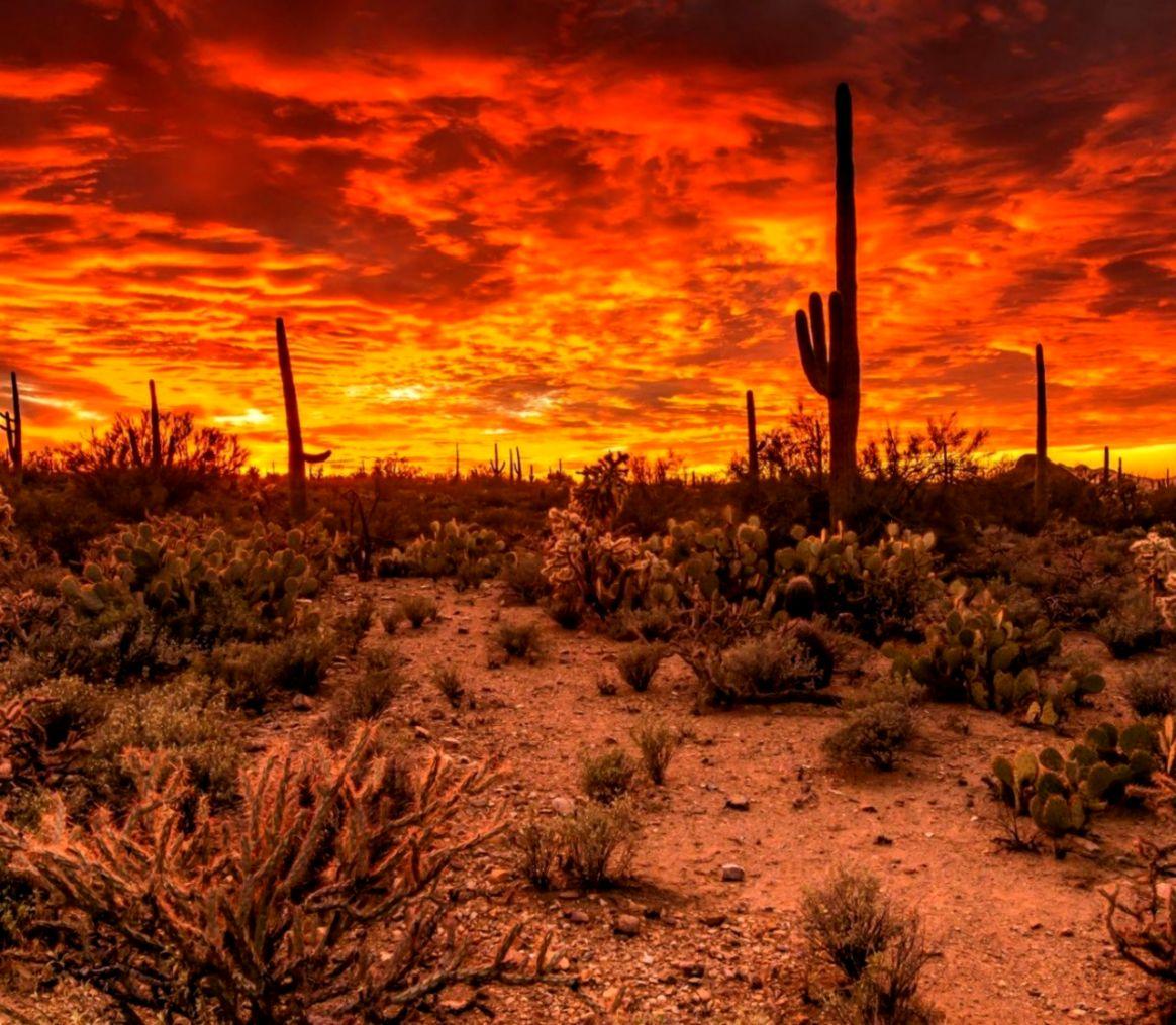 1164 x 1015 · jpeg - Sonoran Desert Sunset Wallpaper | Mega Wallpapers